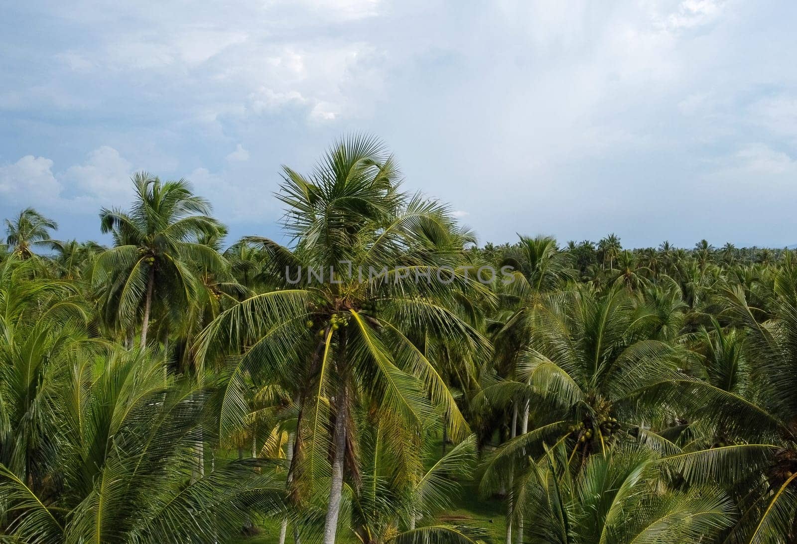 Coconut palm trees in row under sunny day