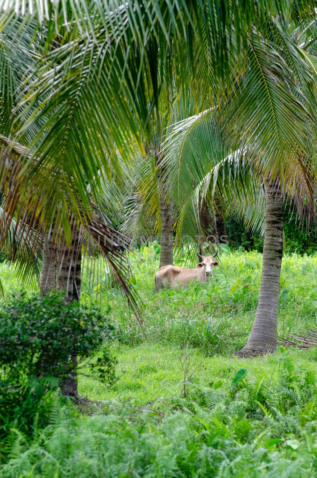 Cows is stand in green field of coconut trees. Malaysia agriculture.