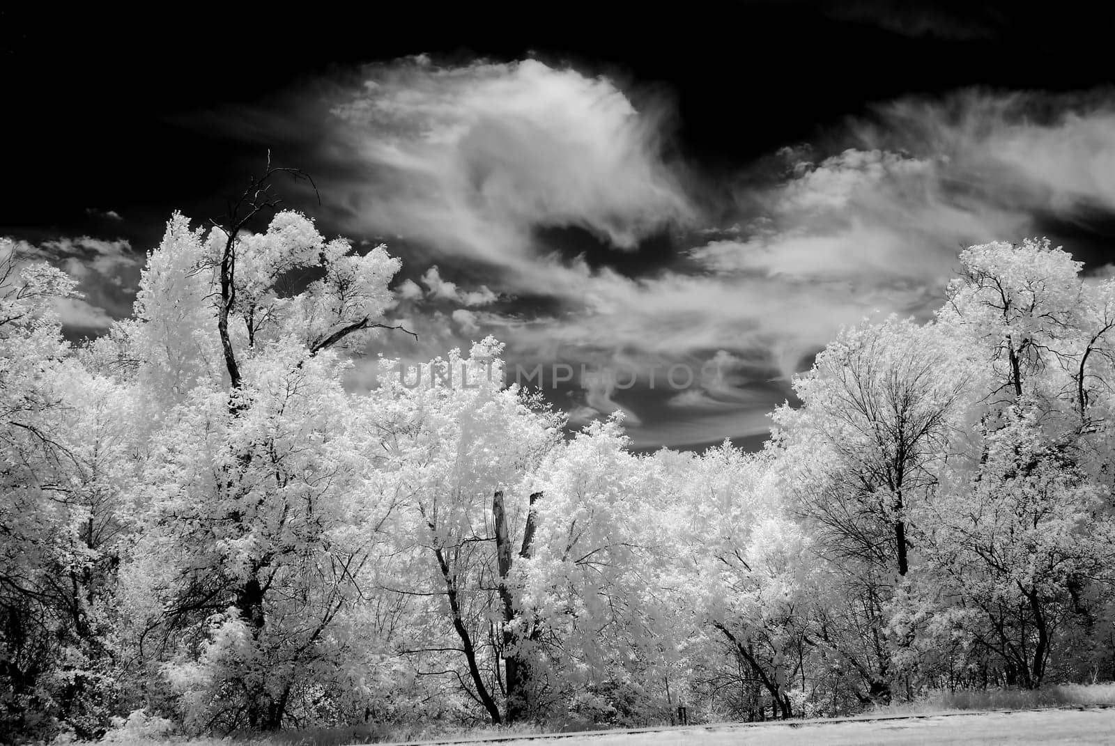 Infrared Black and white oak trees surrounding Sedona Arizona
