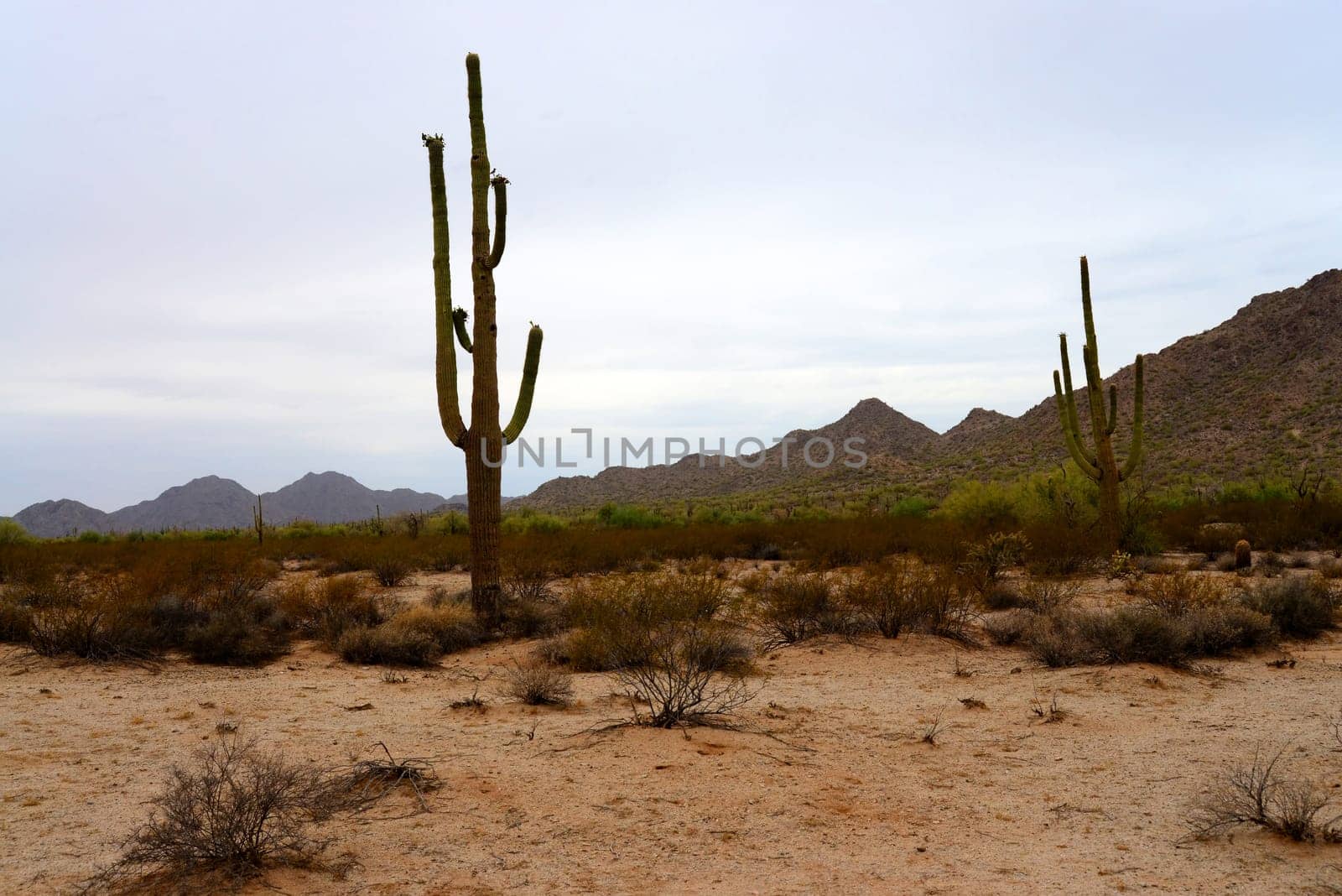 Saguaro Cactus cereus giganteus in Arizona Sonora desert San Tan Mountains