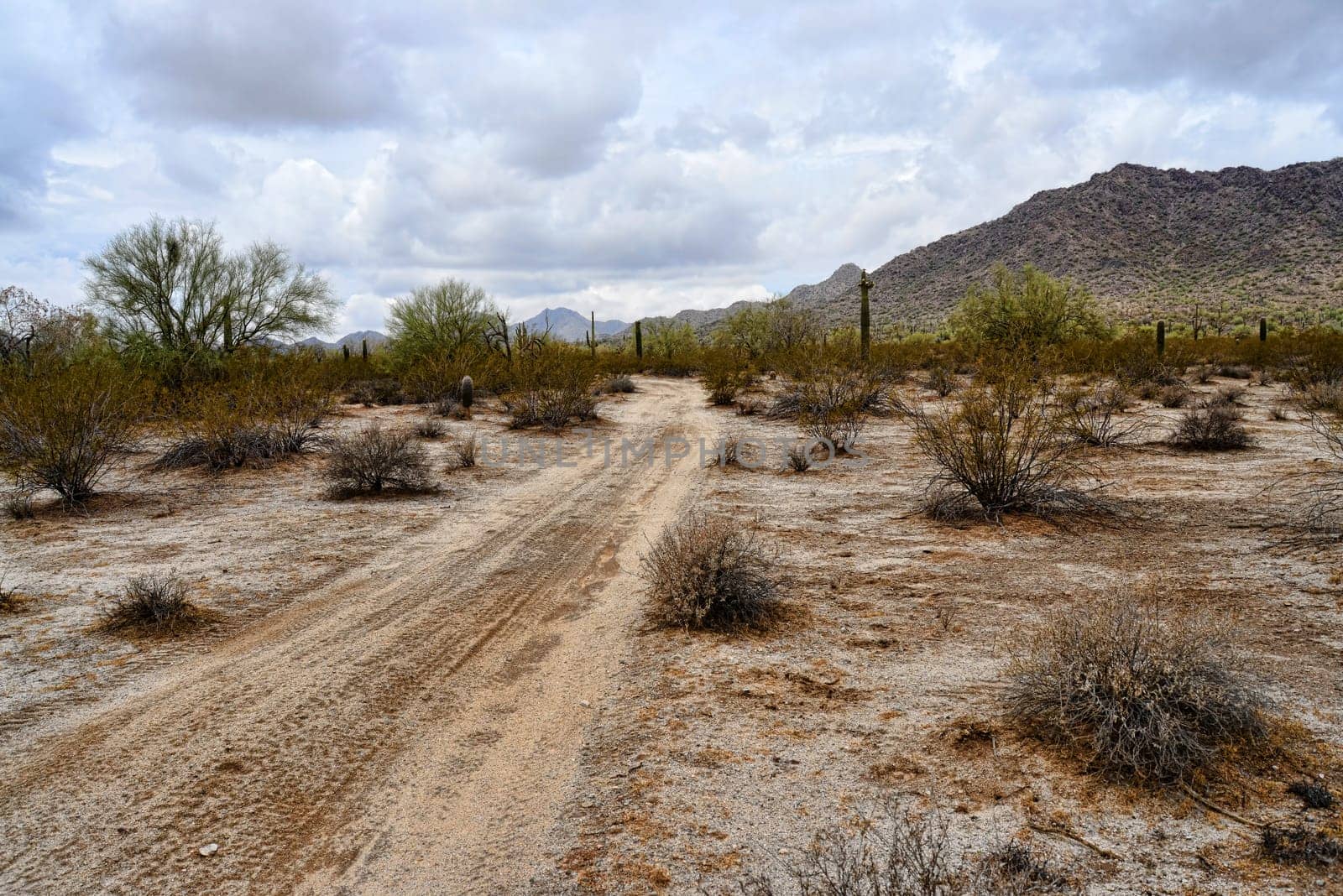 Early morning Sonora desert road with saguaro cactus
