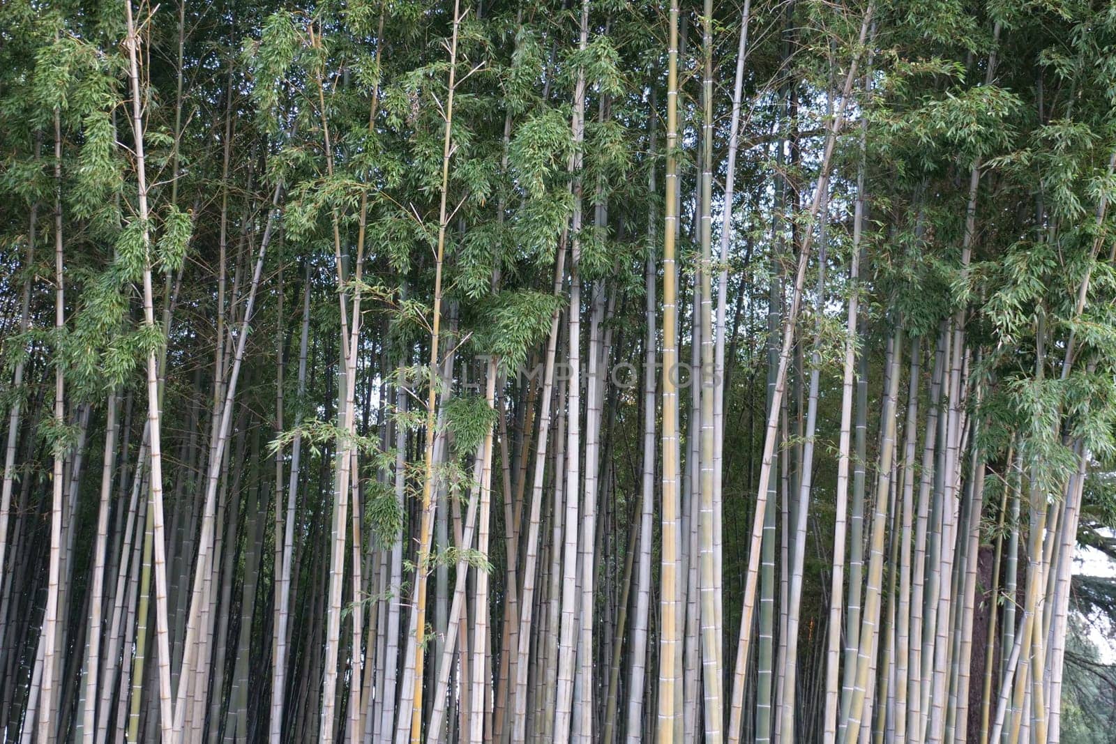 A tree in a forestundefined