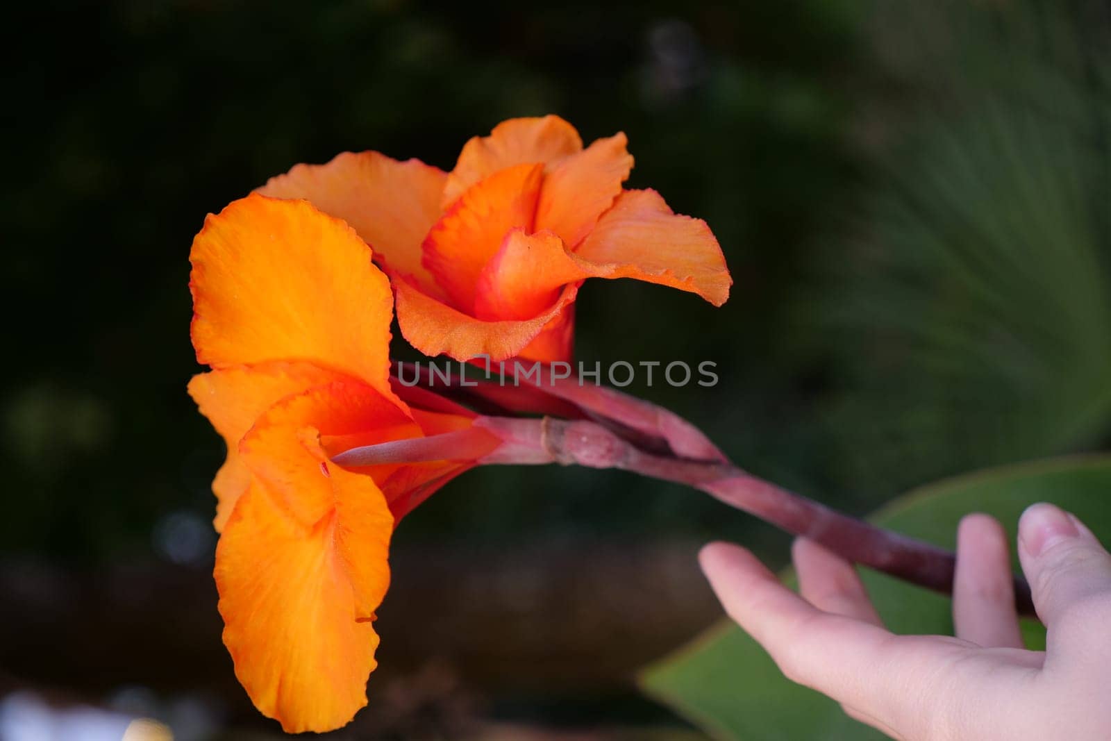 A close up of a hand holding a flowerundefined
