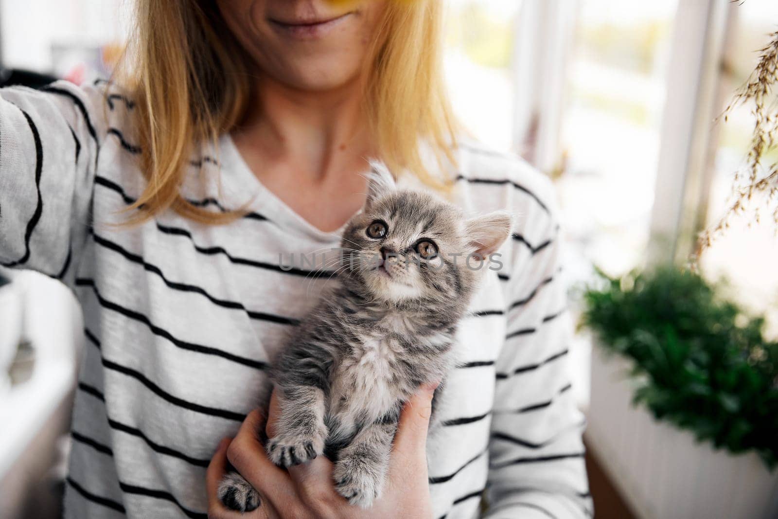 A woman in a striped blouse holds in her arms a beautiful little young kitten of the Scottish Straight breed at home on the balcony in self-isolation. The kitten looks with an interested look at various things, such as plants, household, etc.