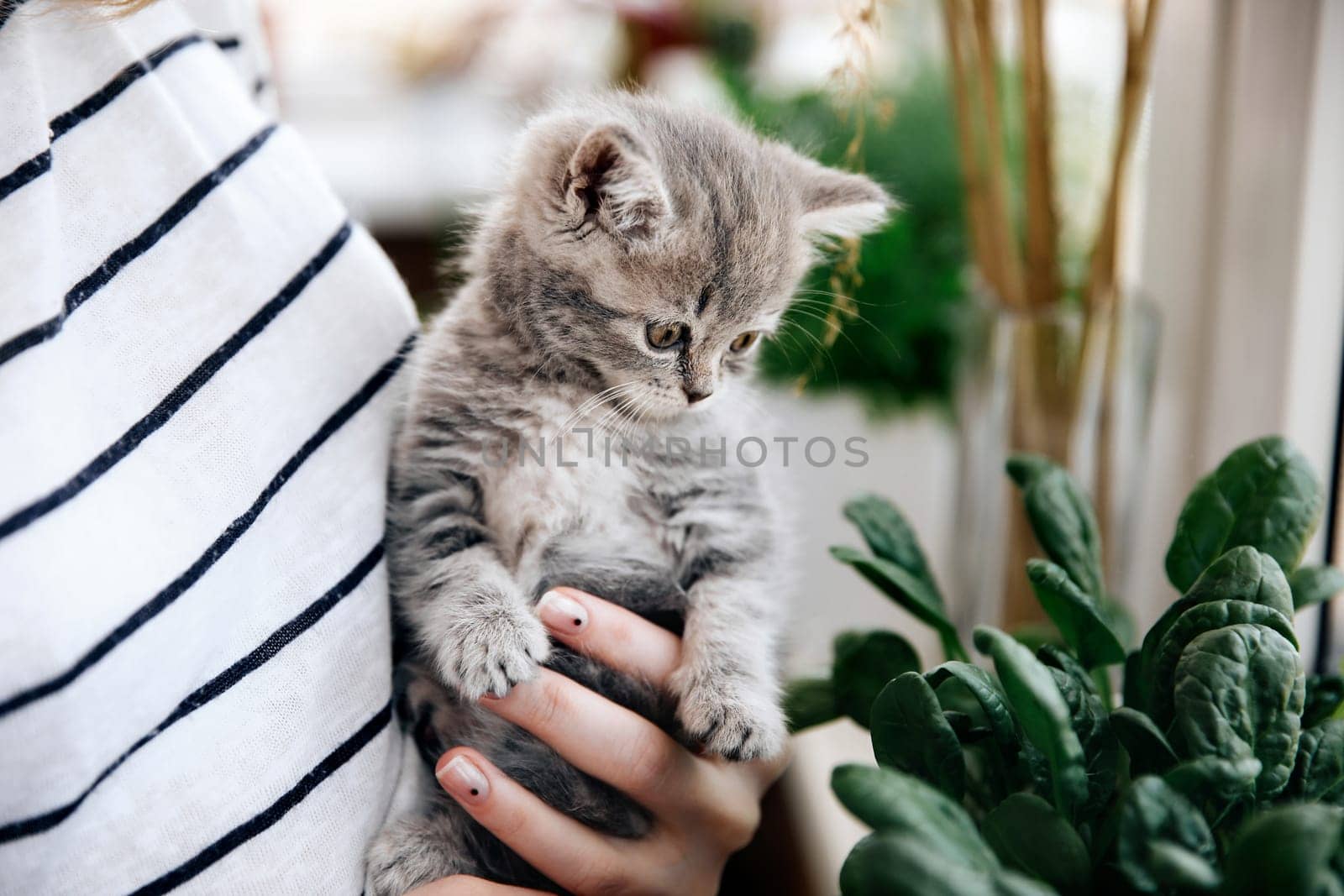 A woman in a striped blouse holds in her arms a beautiful little young kitten of the Scottish Straight breed at home on the balcony in self-isolation. The kitten look with an interested look at plants