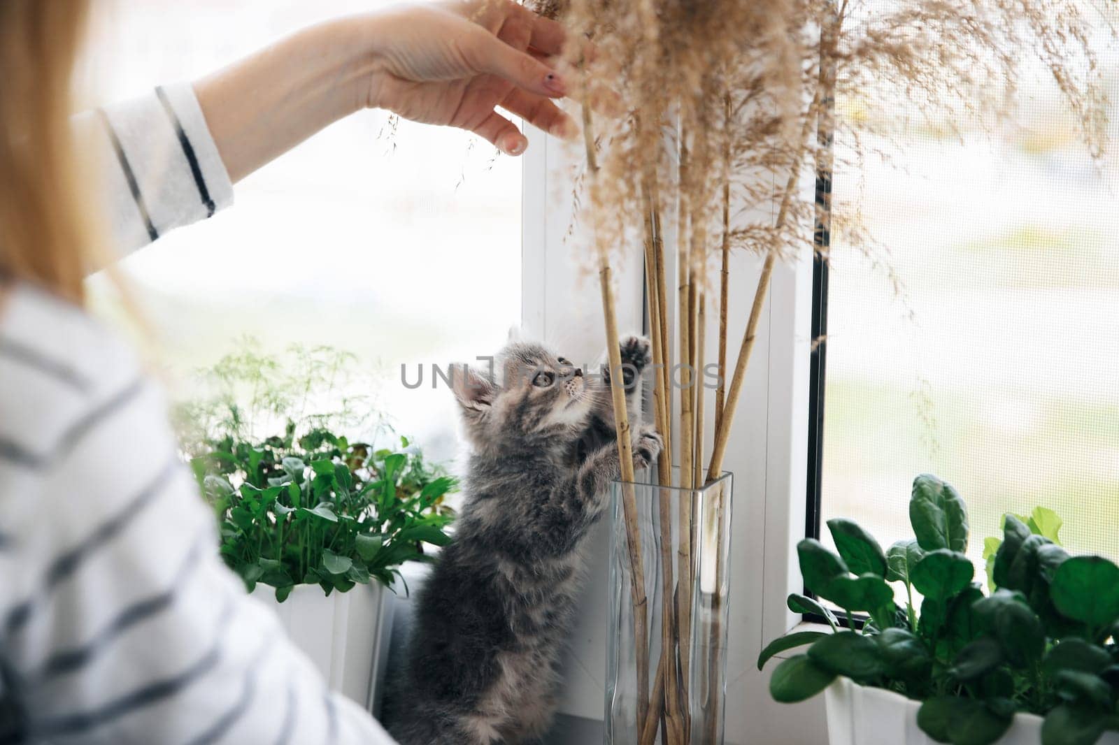 A woman in a striped blouse holds in her arms a beautiful little young kitten of the Scottish Straight breed at home on the balcony in self-isolation. The kitten looks with an interested look