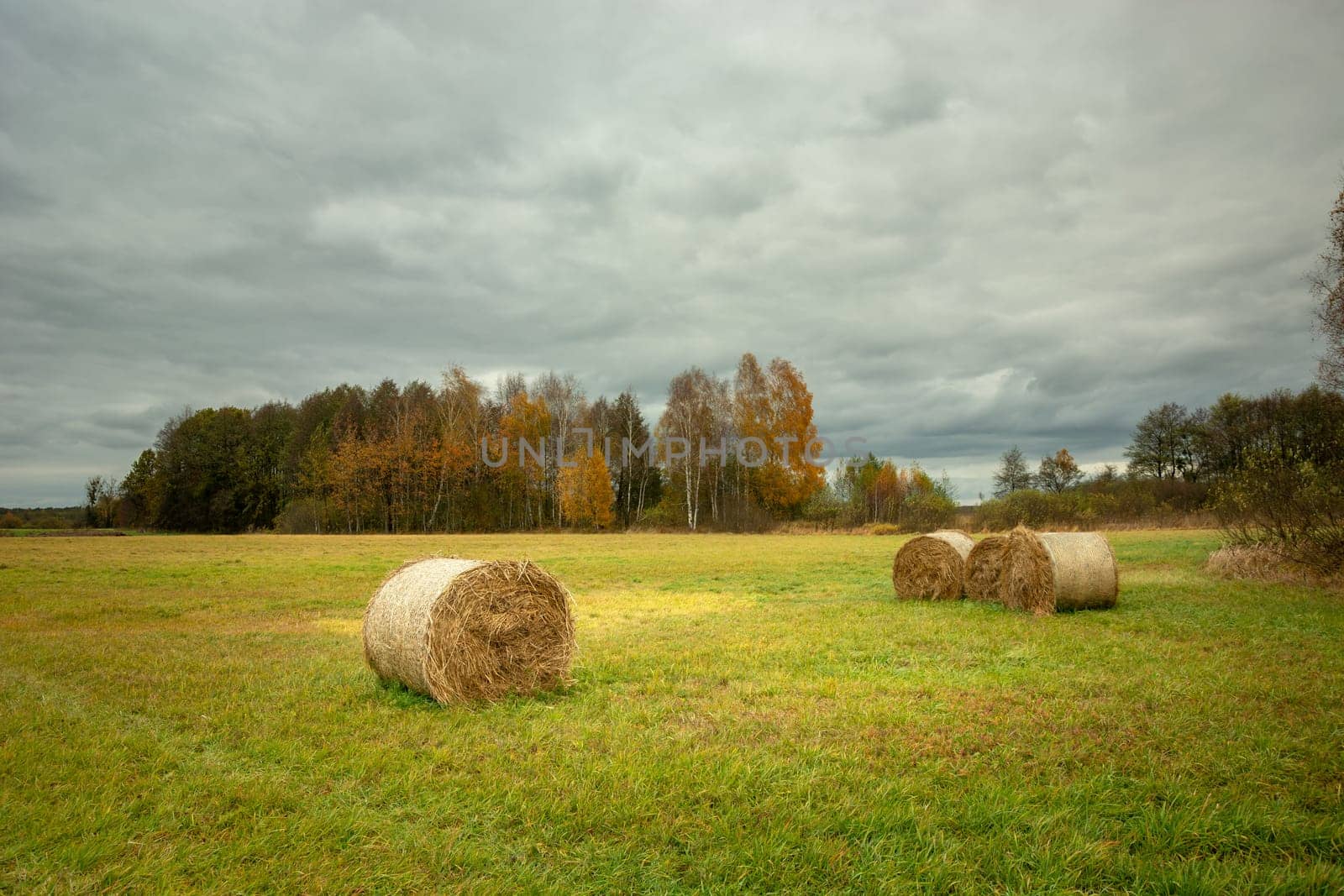 Hay bales in the meadow and autumn forest, Nowiny, Lubelskie, Poland