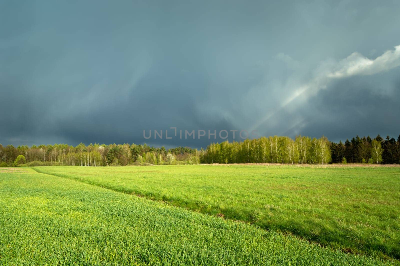Storm cloud over the forest and meadow, Czulczyce, Lubelskie, Poland