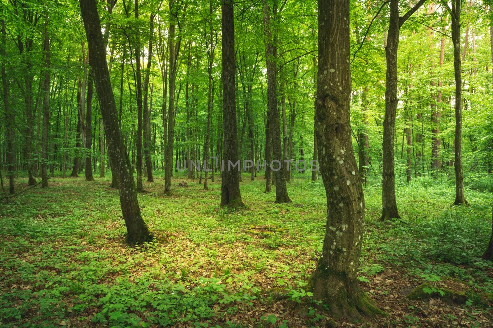 Mysterious spring green deciduous forest, Zarzecze, Lubelskie, Poland