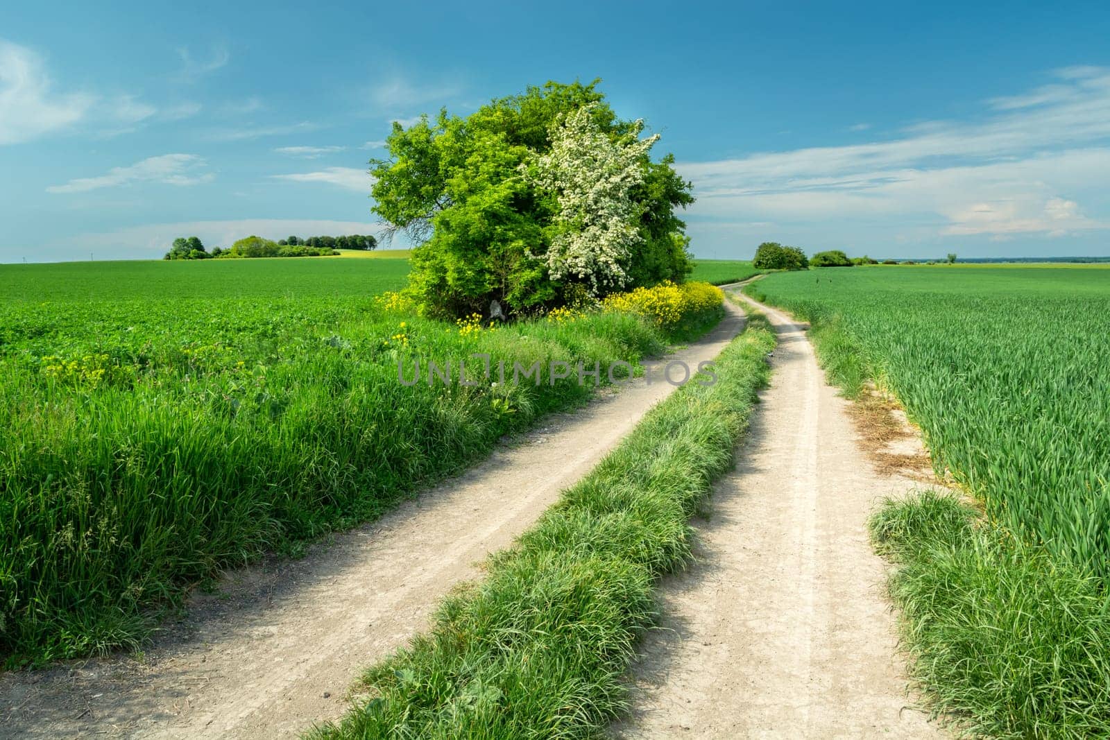 A long dirt road and beautiful spring fields