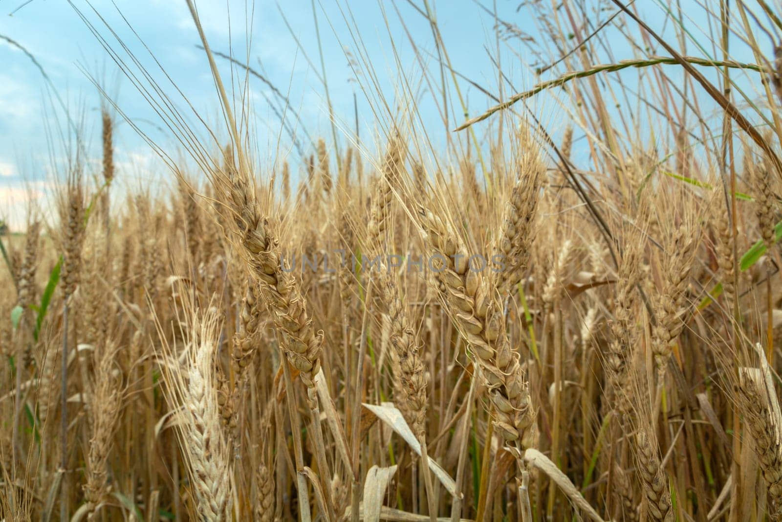 Closeup ears of grain and cloudy sky, summer view