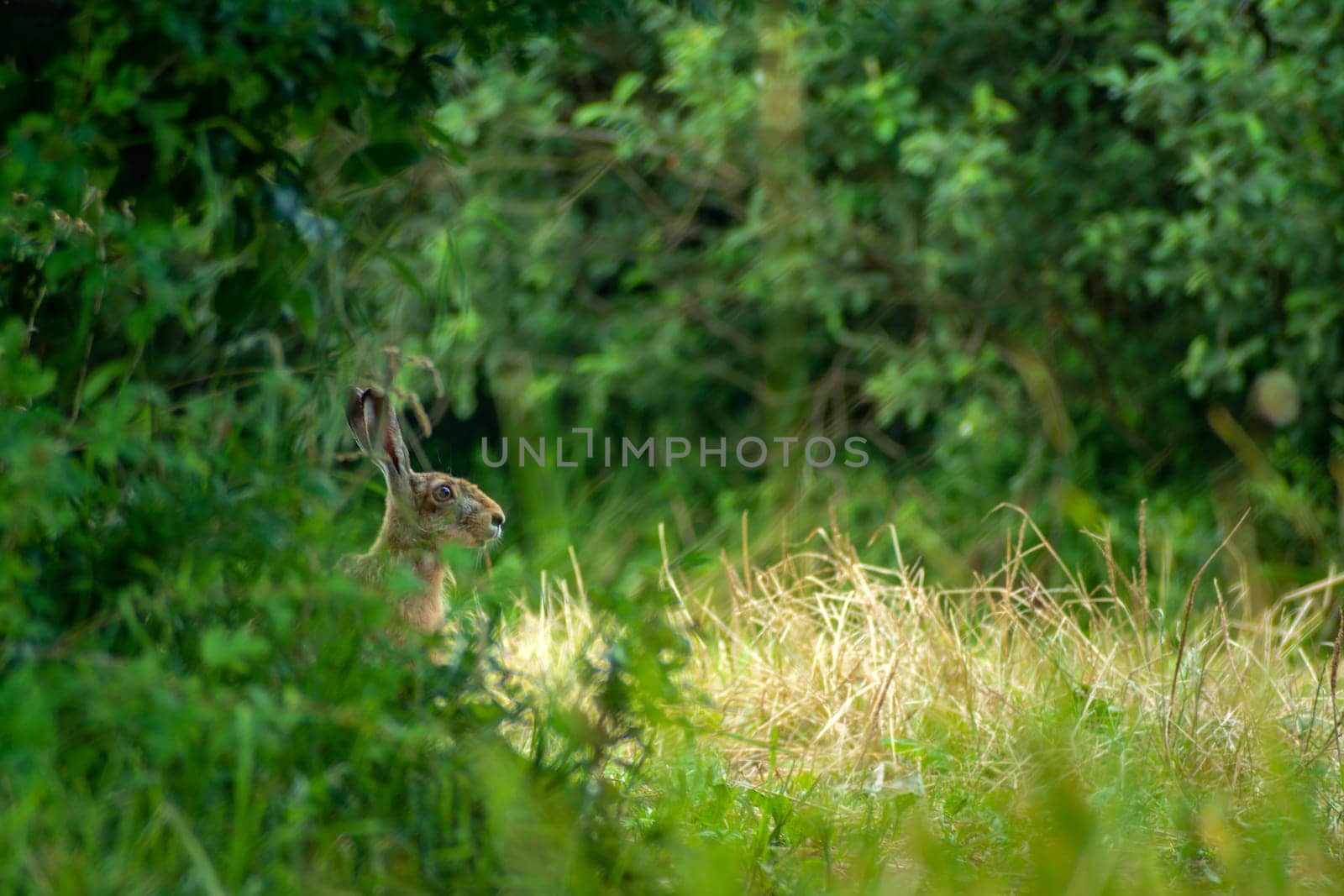 The head of a hare in a green bush, summer view