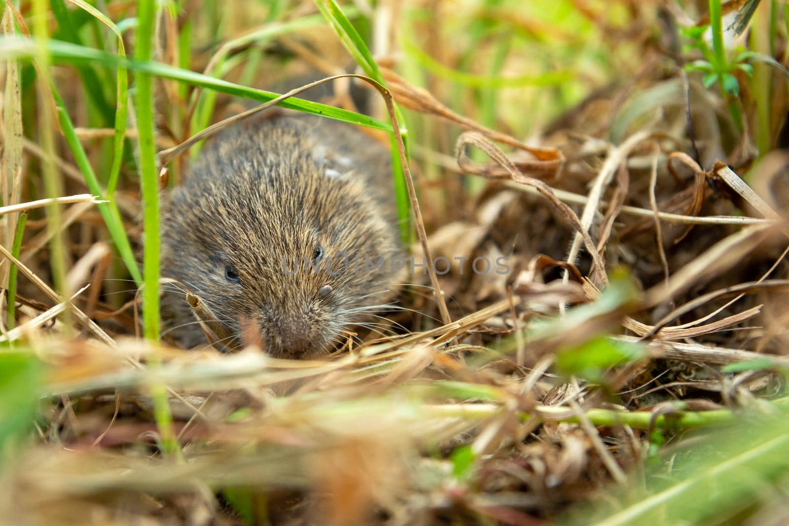 A field mouse with a tick on its mouth, summer day