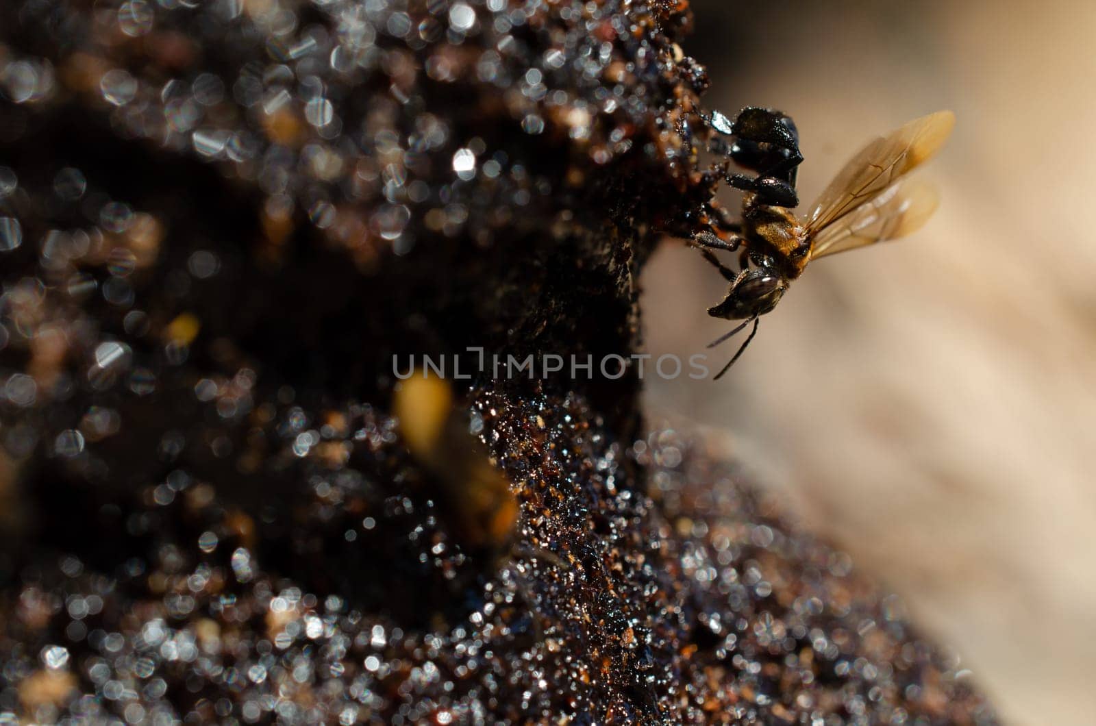 Seberang Perai, Kuala Lumpur, Malaysia - Circa Jun 2018: Stingless bee produce honey (madu kelutut). Local Malays product.