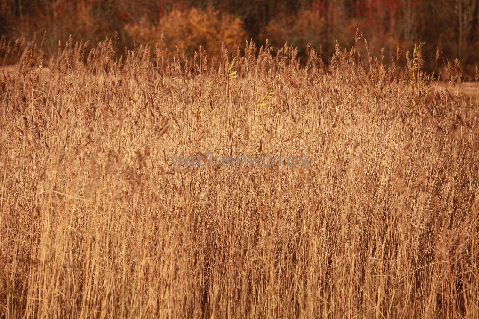 yellow stalks of reeds autumn landscape