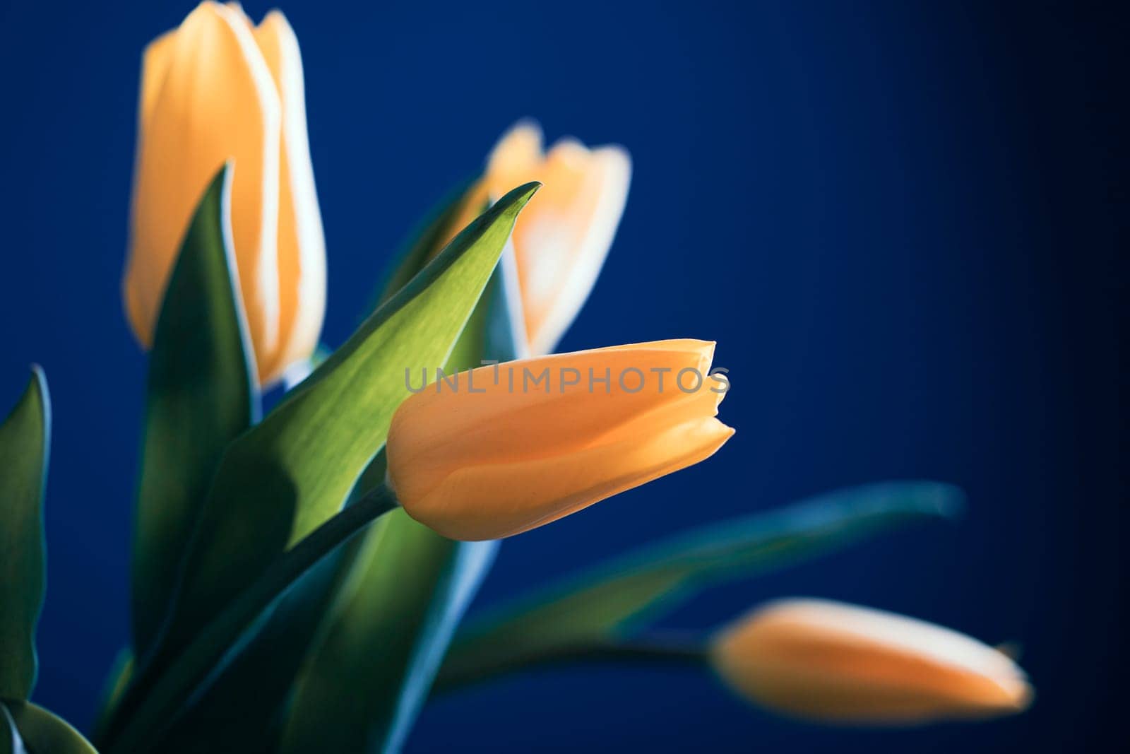 Beautiful yellow tulips on a blue background