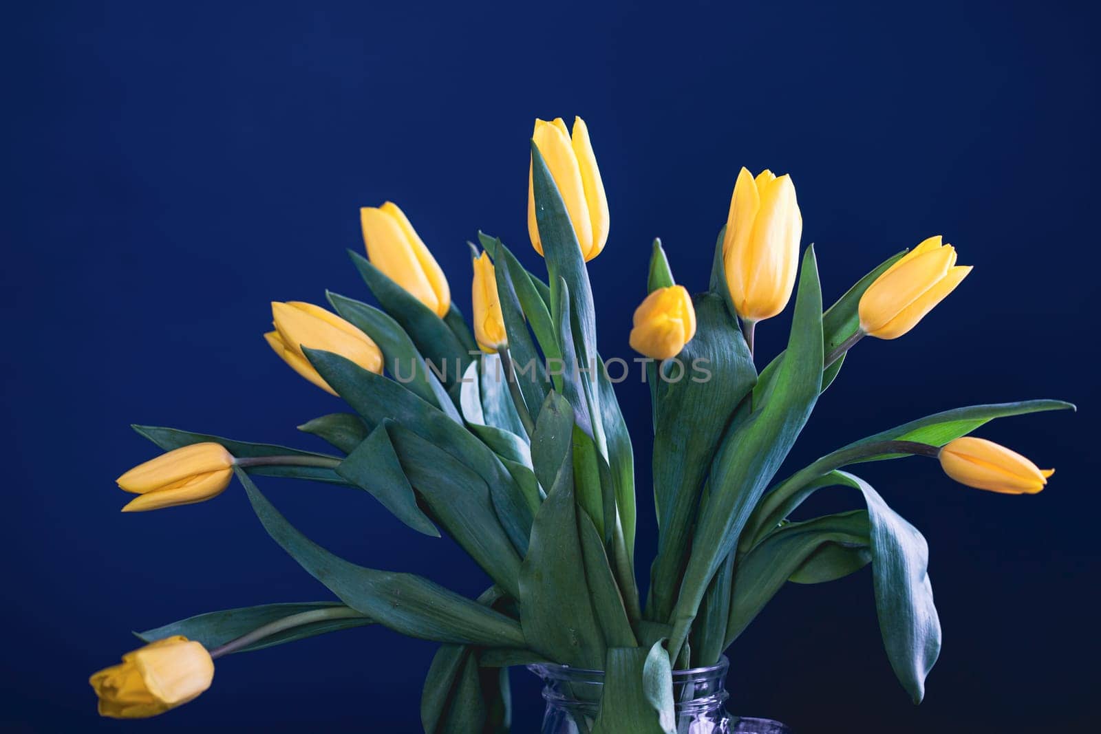 Beautiful yellow tulips on a blue background