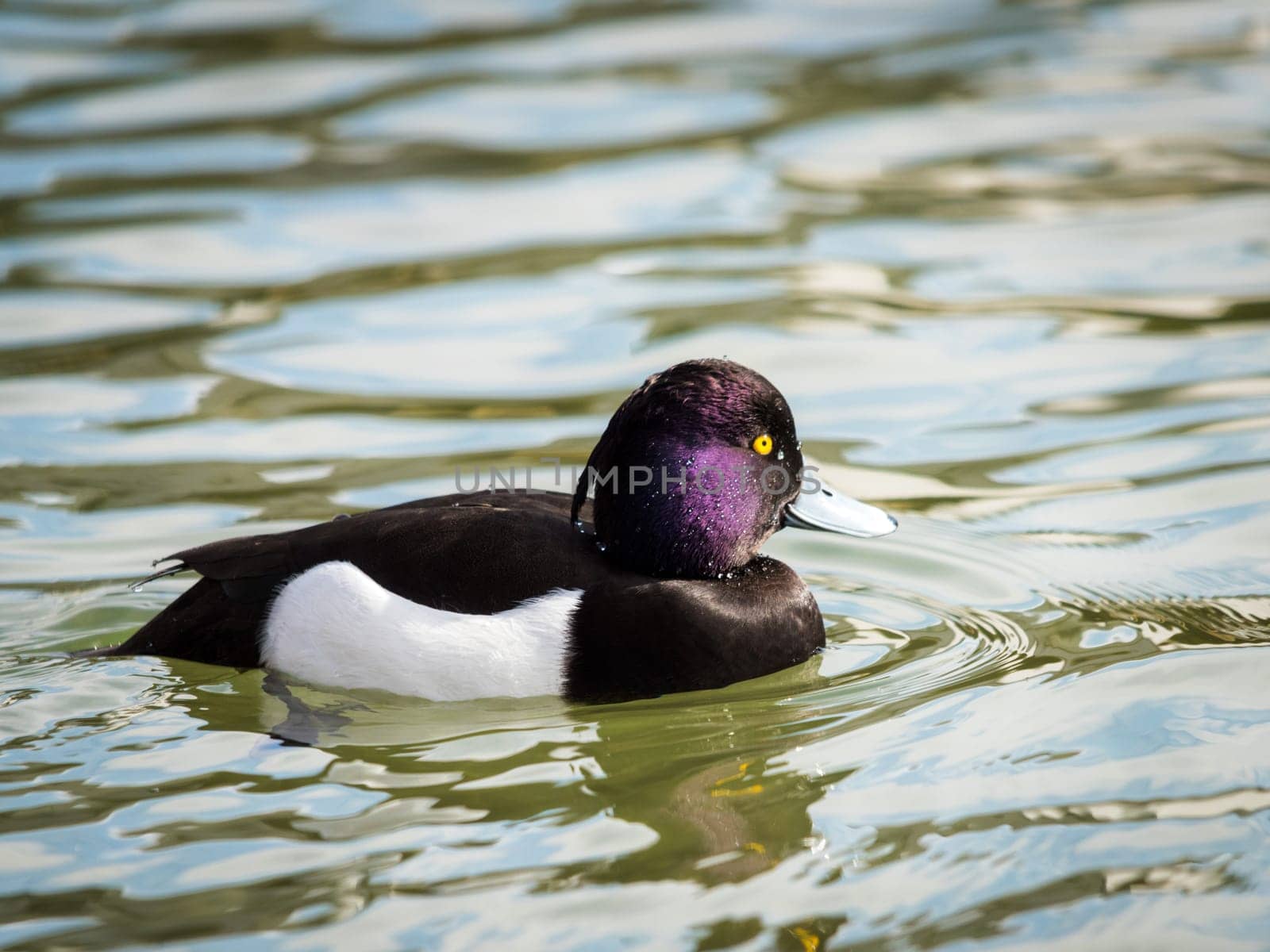 Male Tufted Duck swimming in the pond