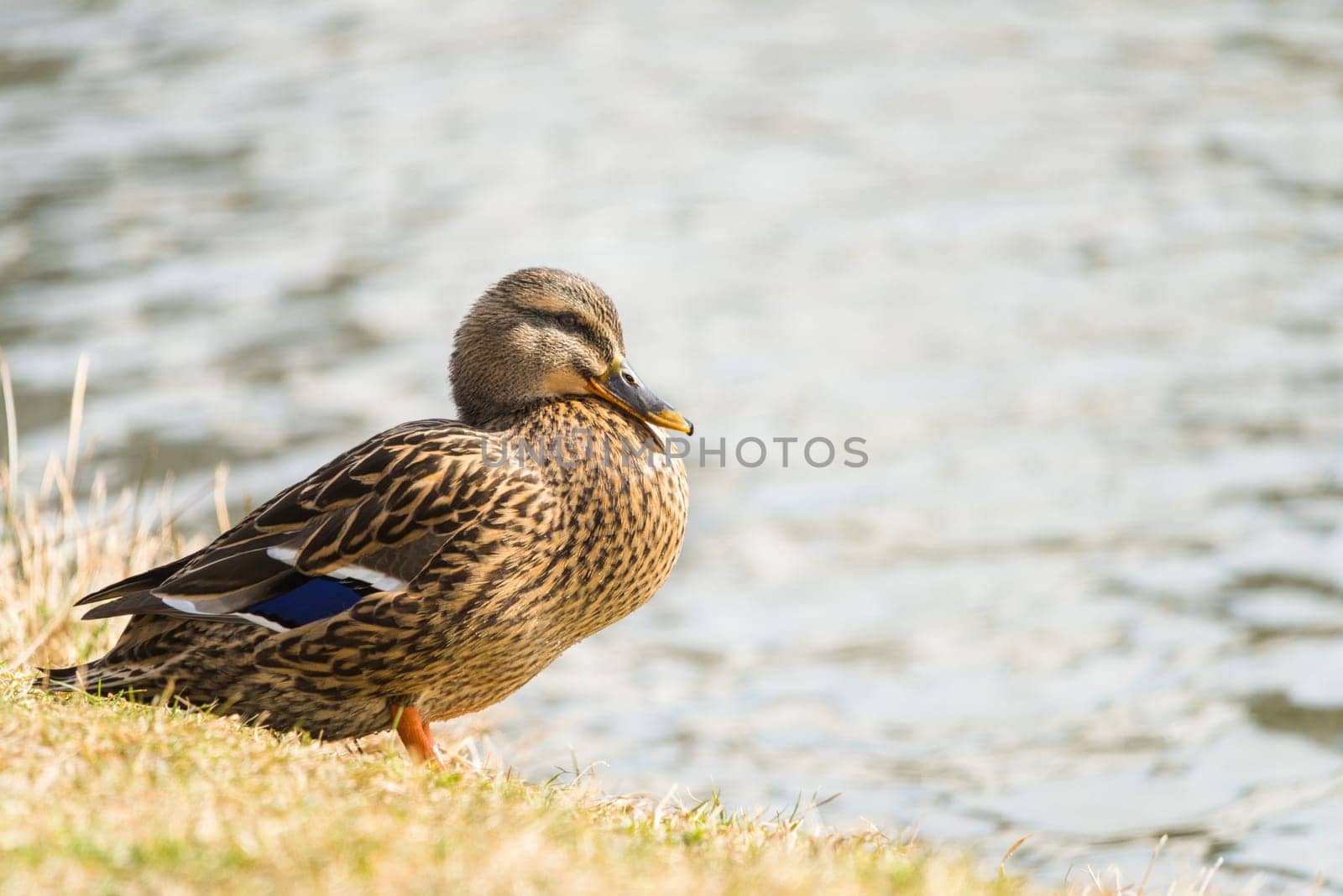 Female of mallard on the lake shore