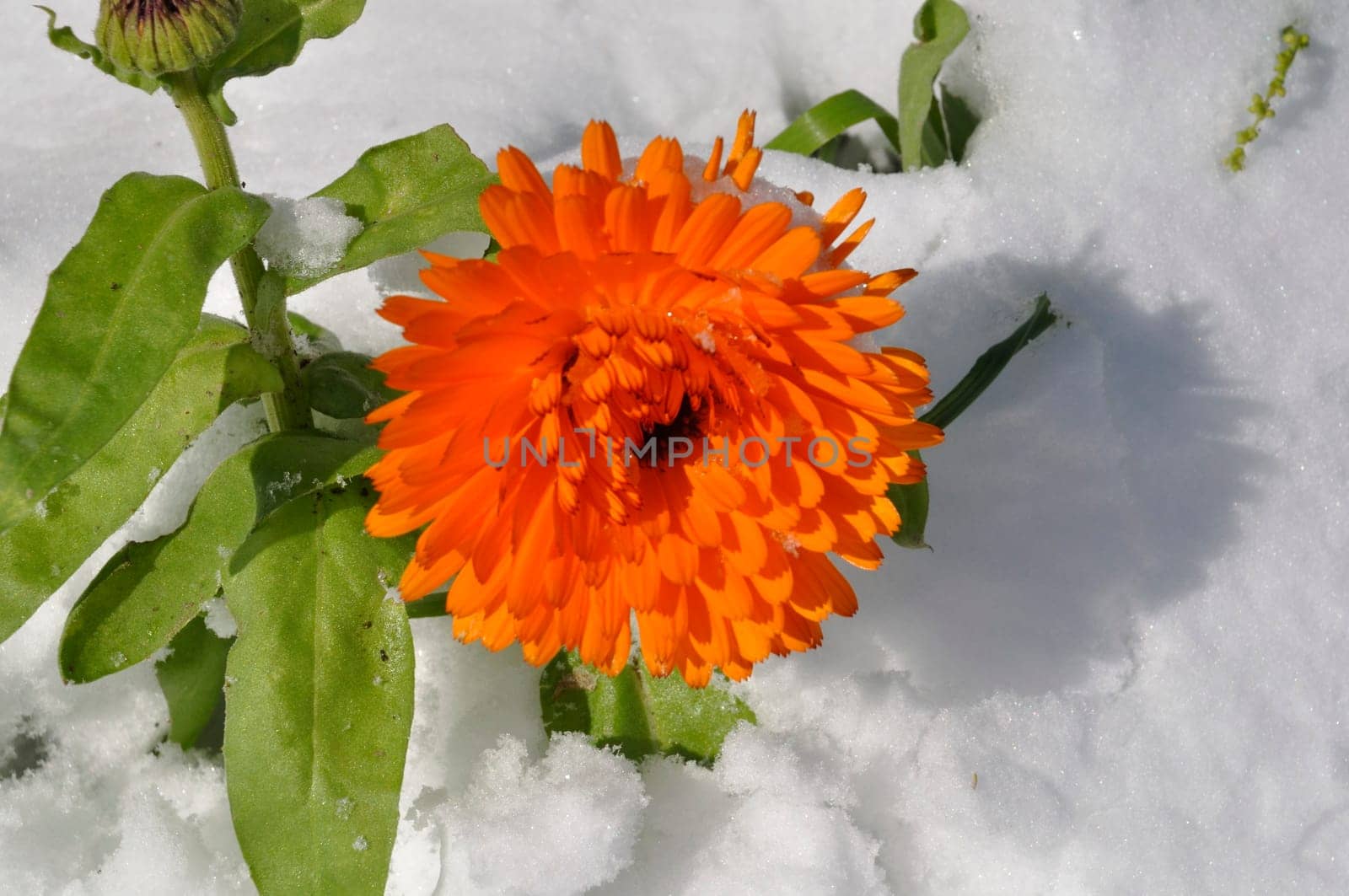 Marigold under the snow in Brittany