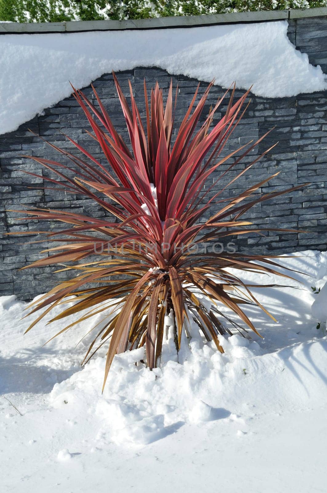 cordyline under the snow in Brittany