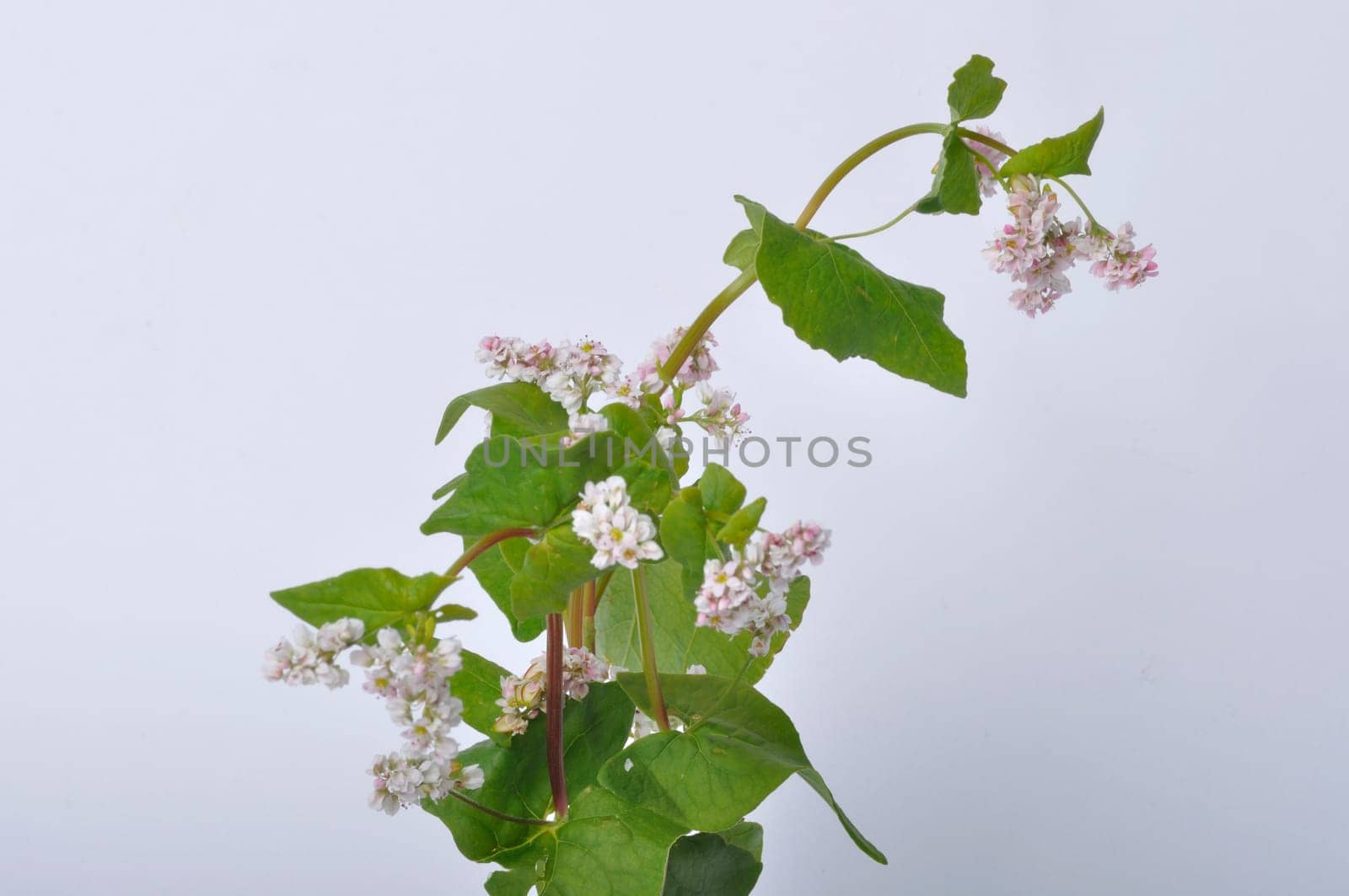 buckwheat flowers on a white background