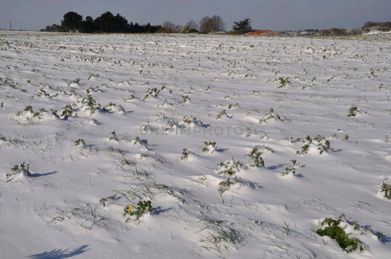 golden daisy under the snow in Brittany wheat chrysanthemum under the snow in Brittany