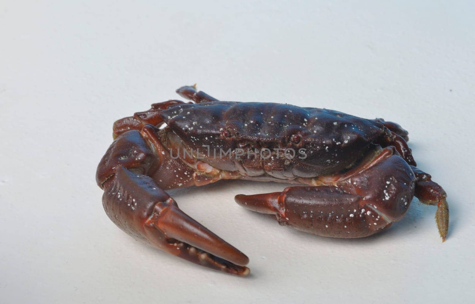 crab on a white background