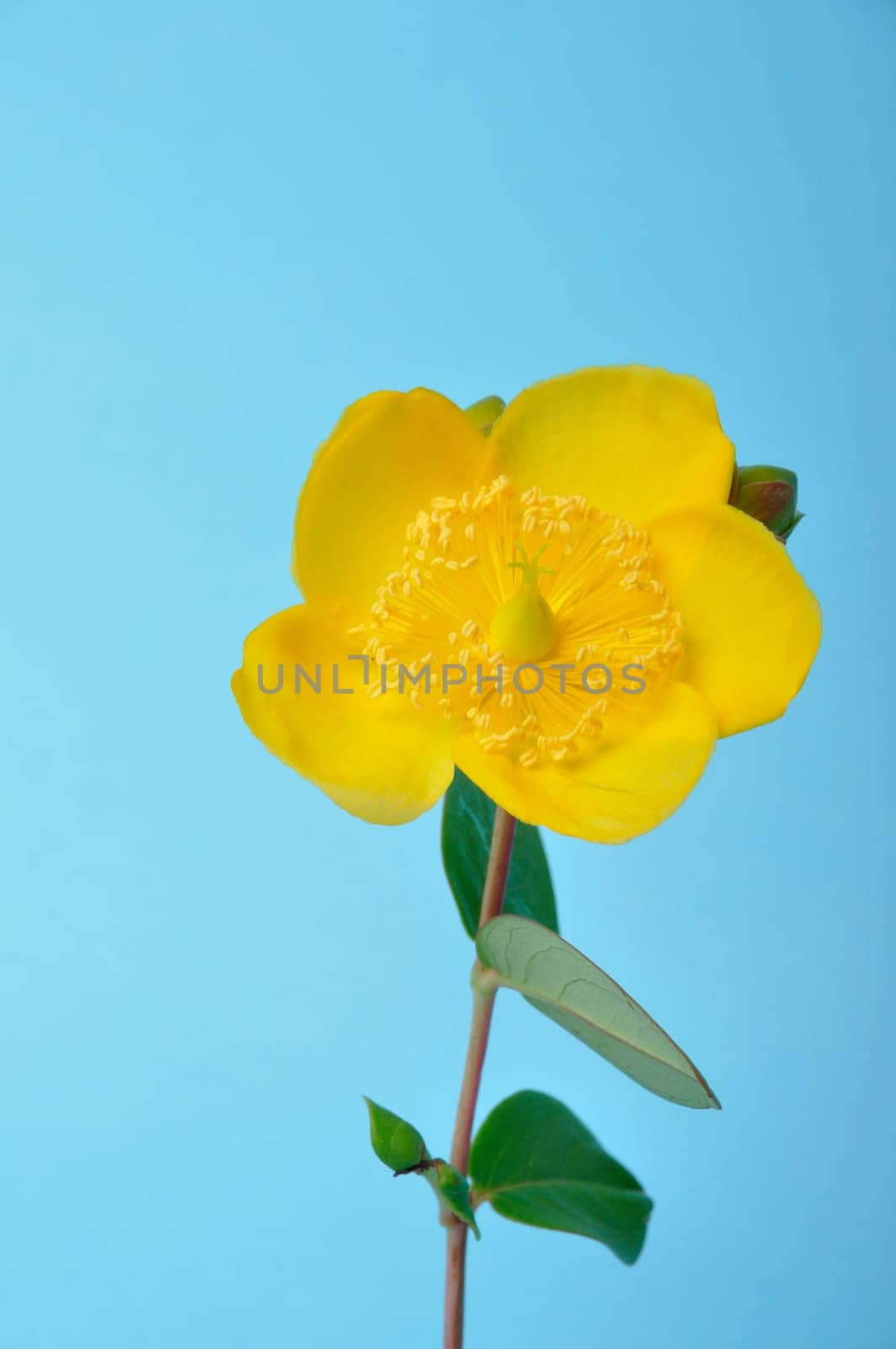 Ornamental St. John's Wort on a blue background
