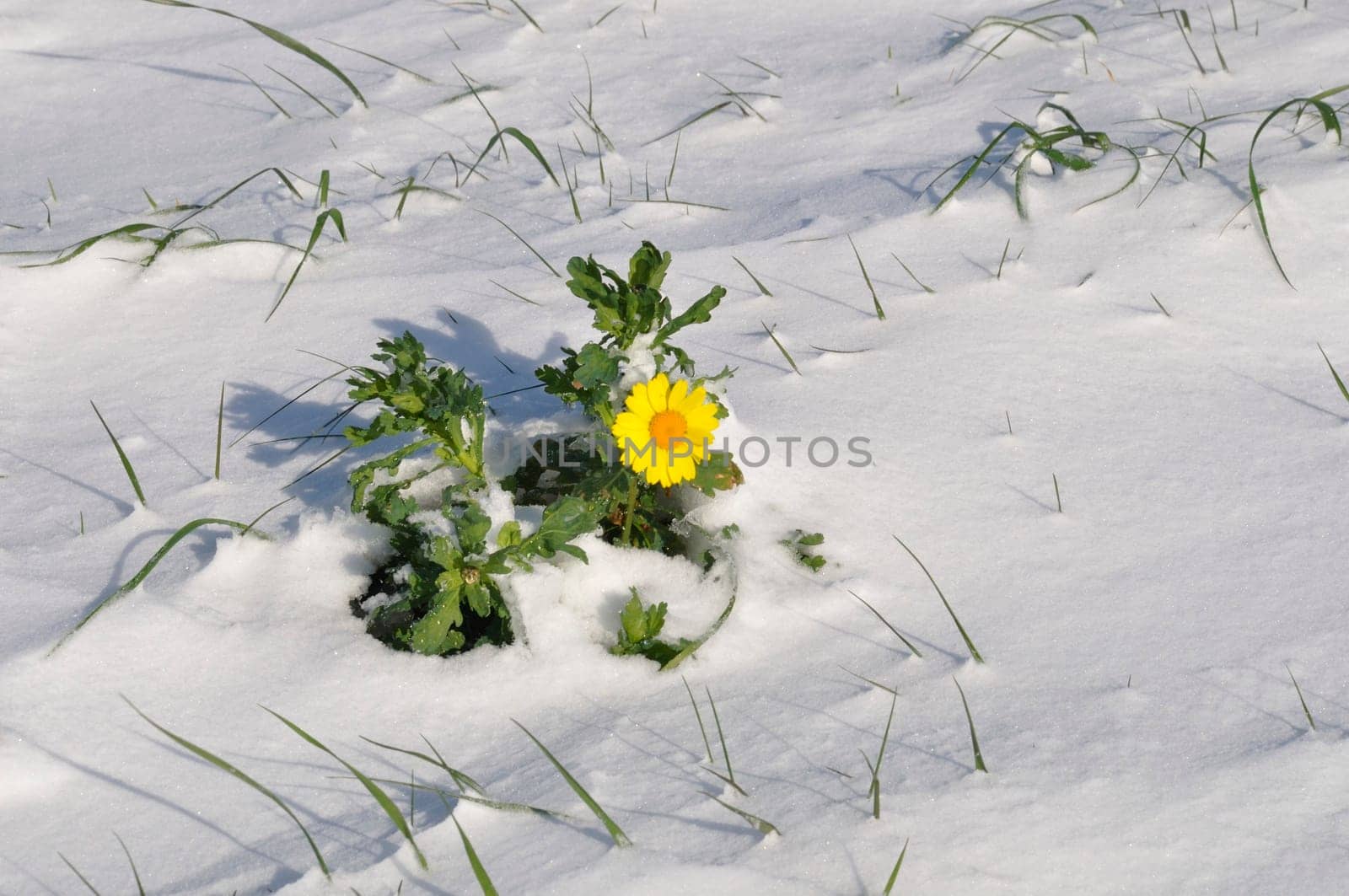 golden daisy under the snow in Brittany wheat chrysanthemum under the snow in Brittany
