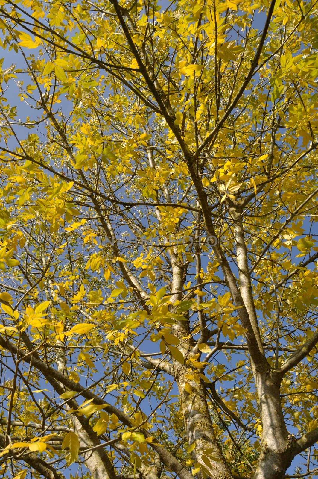 Tree in autumn colors in Normandy