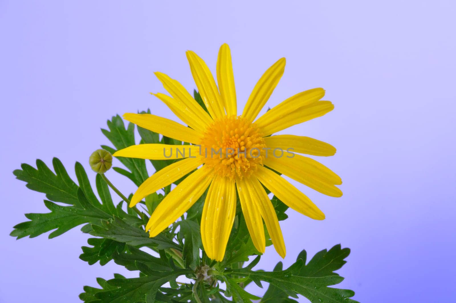 savannah daisies on a colored background