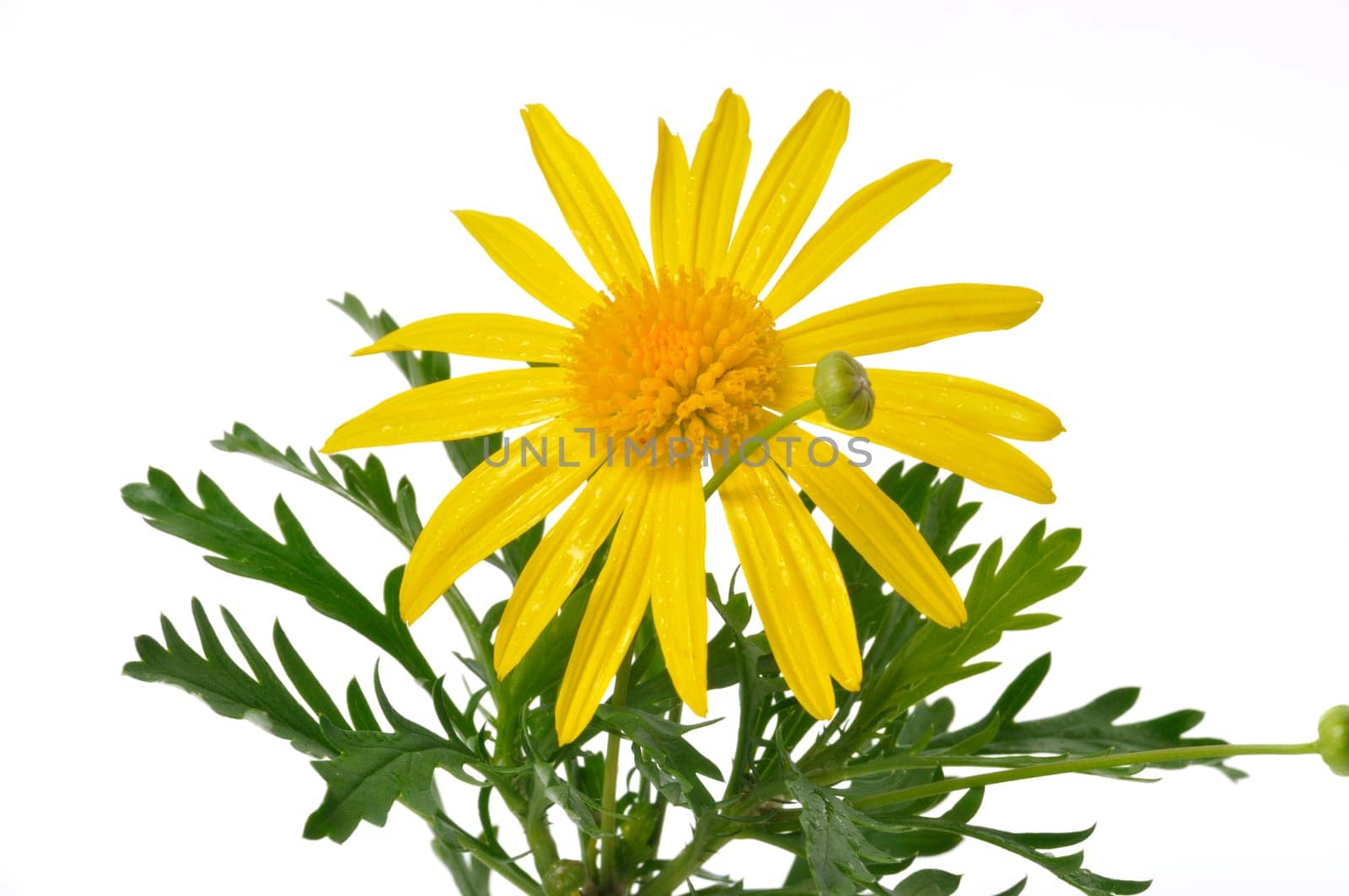 savannah daisies on a white background