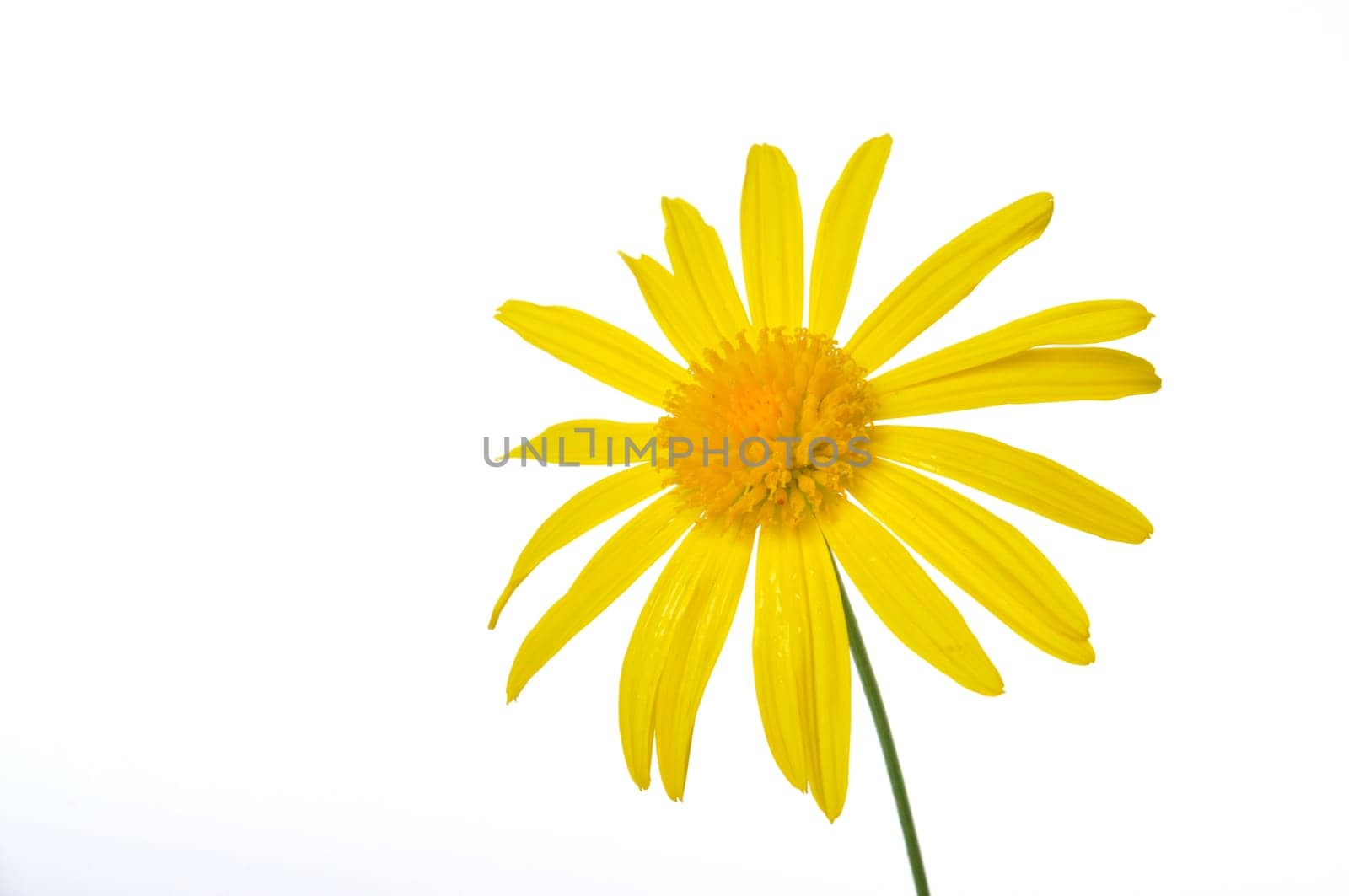 savannah daisies on a white background
