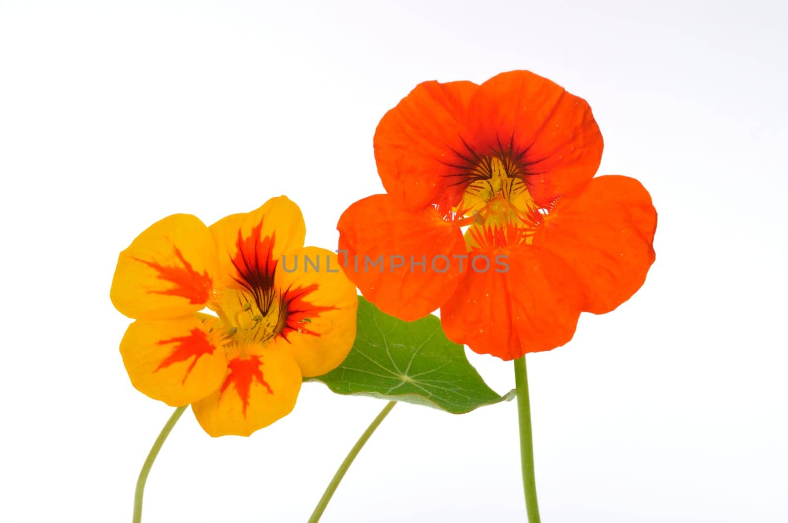 nasturtiums on a white background