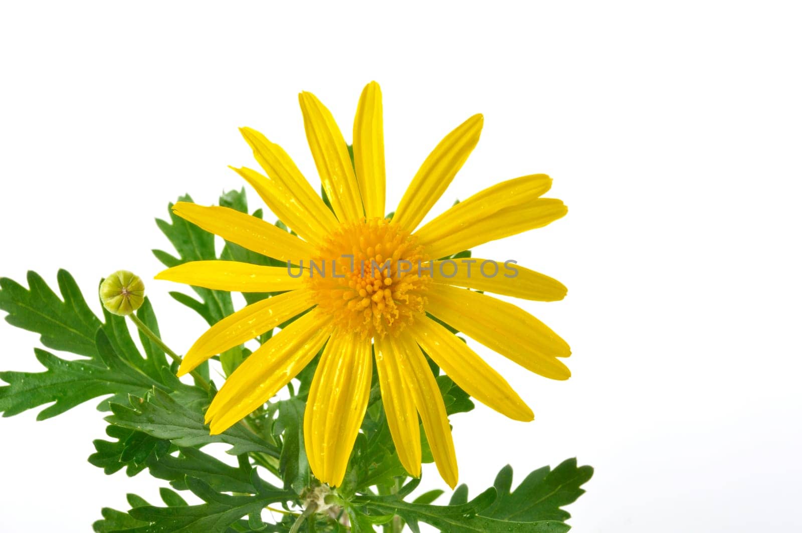 savannah daisies on a white background