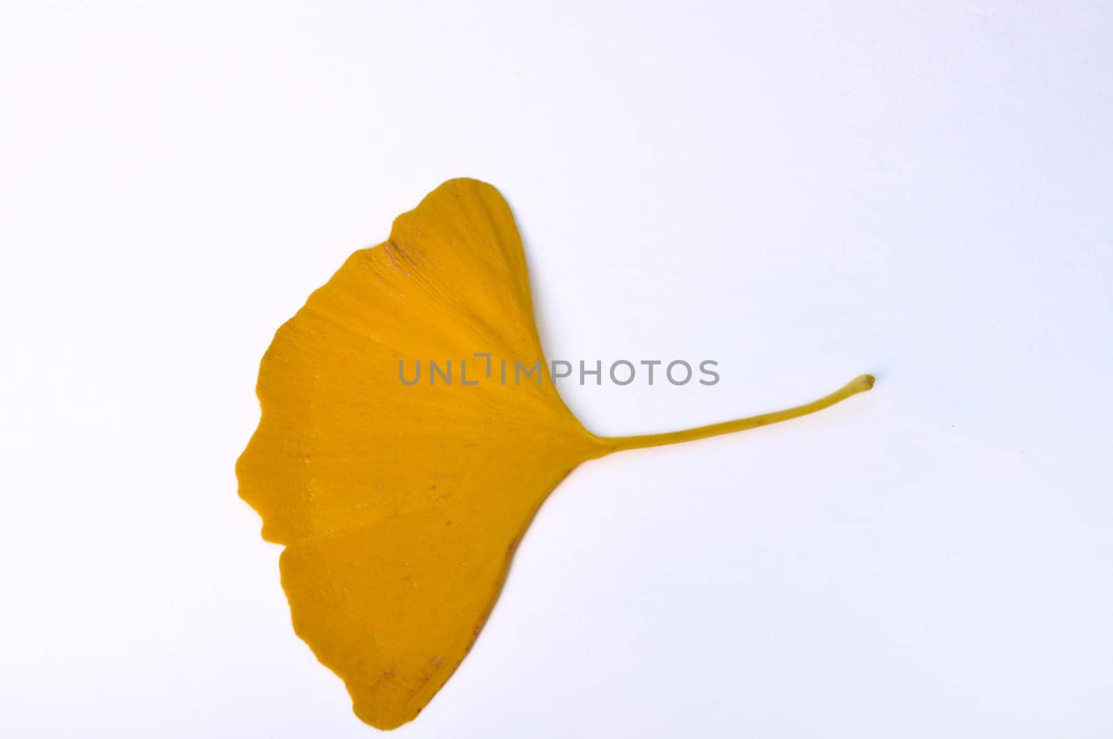 ginkgo biloba leaf on a white background