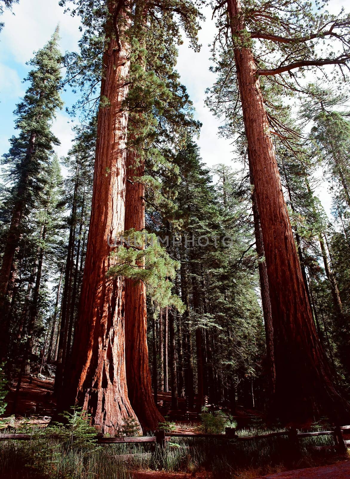 Giant Sequoia redwood trees in Yosemite Californi