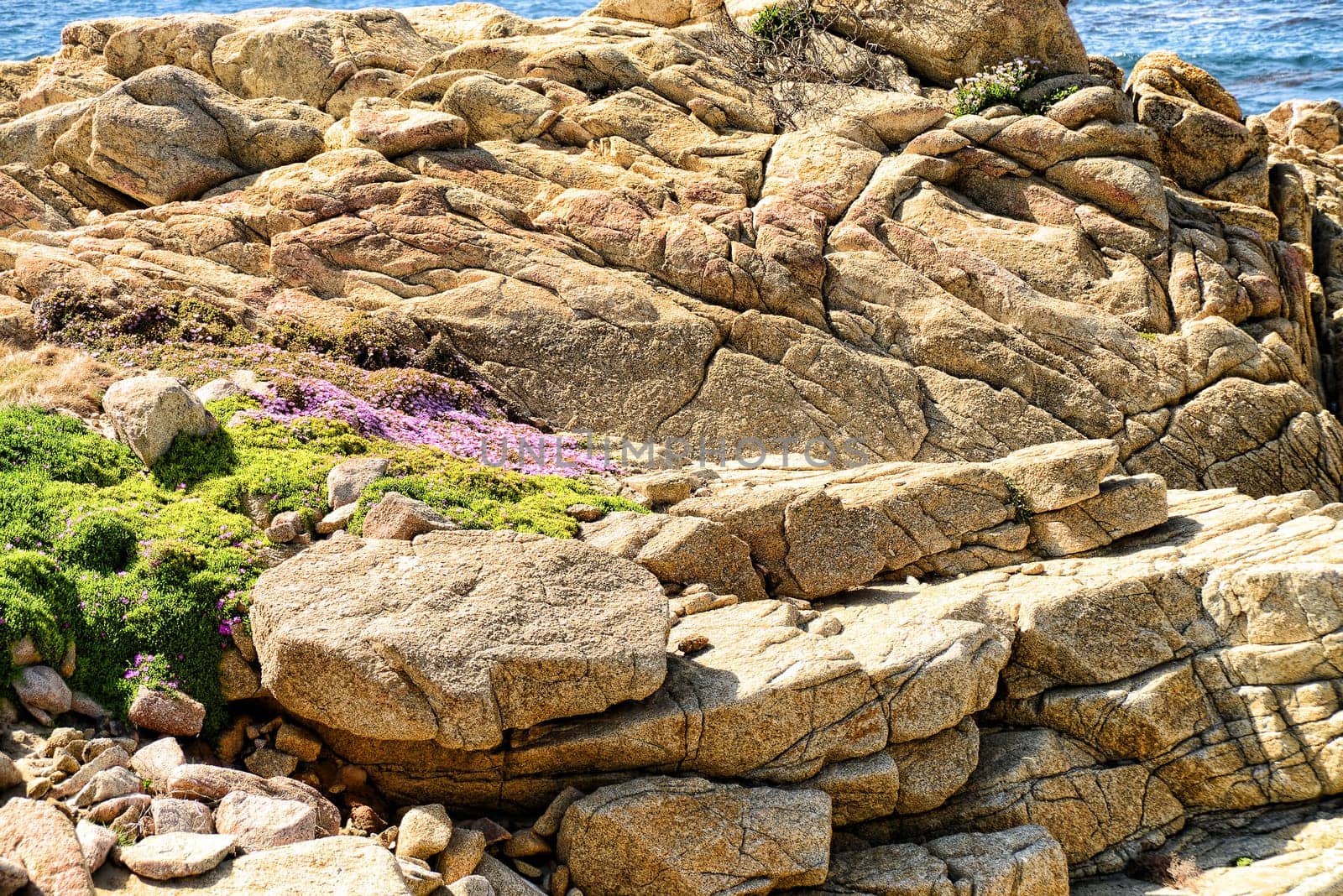 Wild flowers among the rocks Pacific Ocean Asilomar State Marine Reserve Monterey California