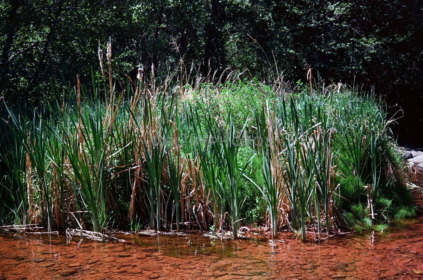 Oak creek country reeds surrounding Sedona Arizona