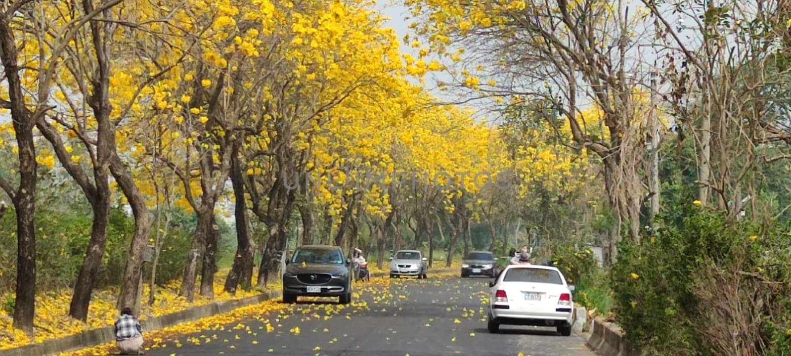 Chiayi, Taiwan - Mar 15, 2022 : Yellow Wind Tamaki Tunnel, Chiayi, Taiwan