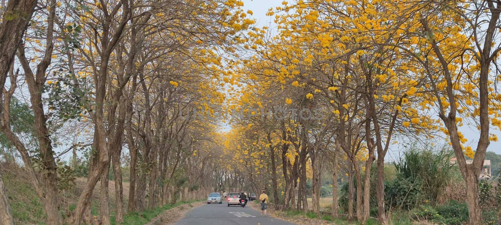Chiayi, Taiwan - Mar 15, 2022 : Yellow Wind Tamaki Tunnel, Chiayi, Taiwan