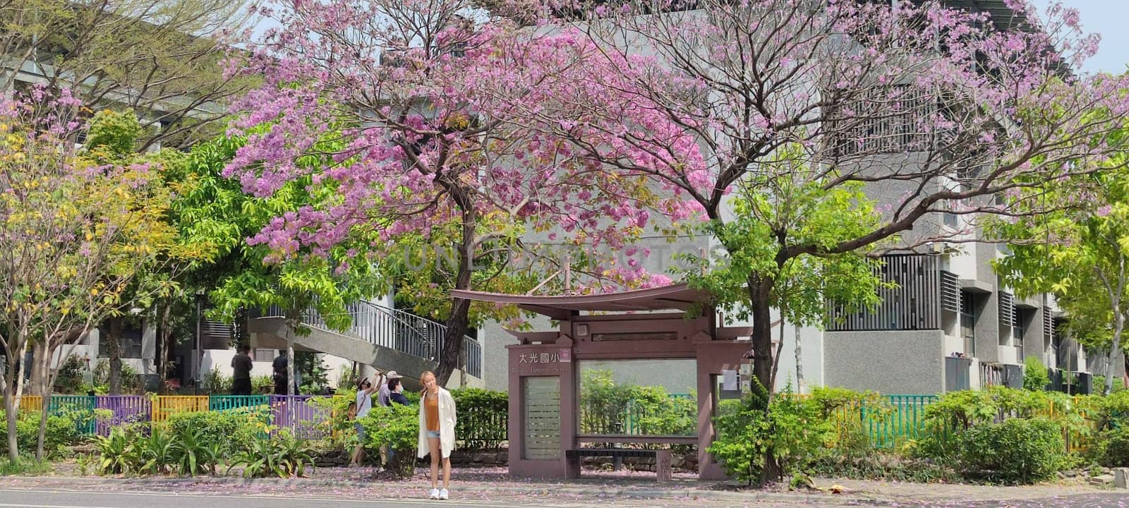 Daguang Elementary School, Tainan - Mar 16, 2022 : The most beautiful bus stop with red wind tree wood, Tainan, Taiwan