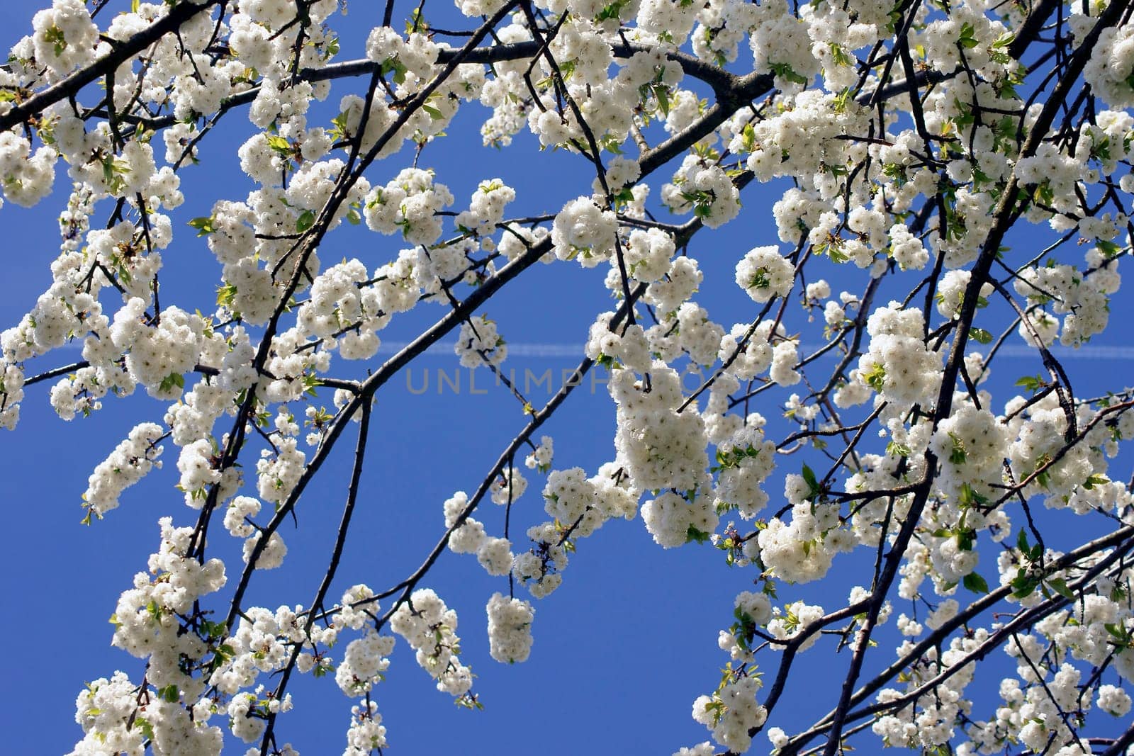 The condensing strip of an airplane behind the bright white flowers of a cherry tree.