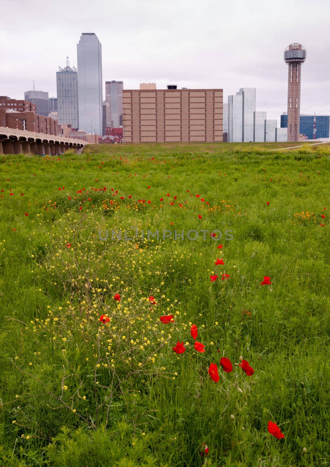 Spring brings wildflowers to the Trinity River Basin that surrounds Dallas Texas