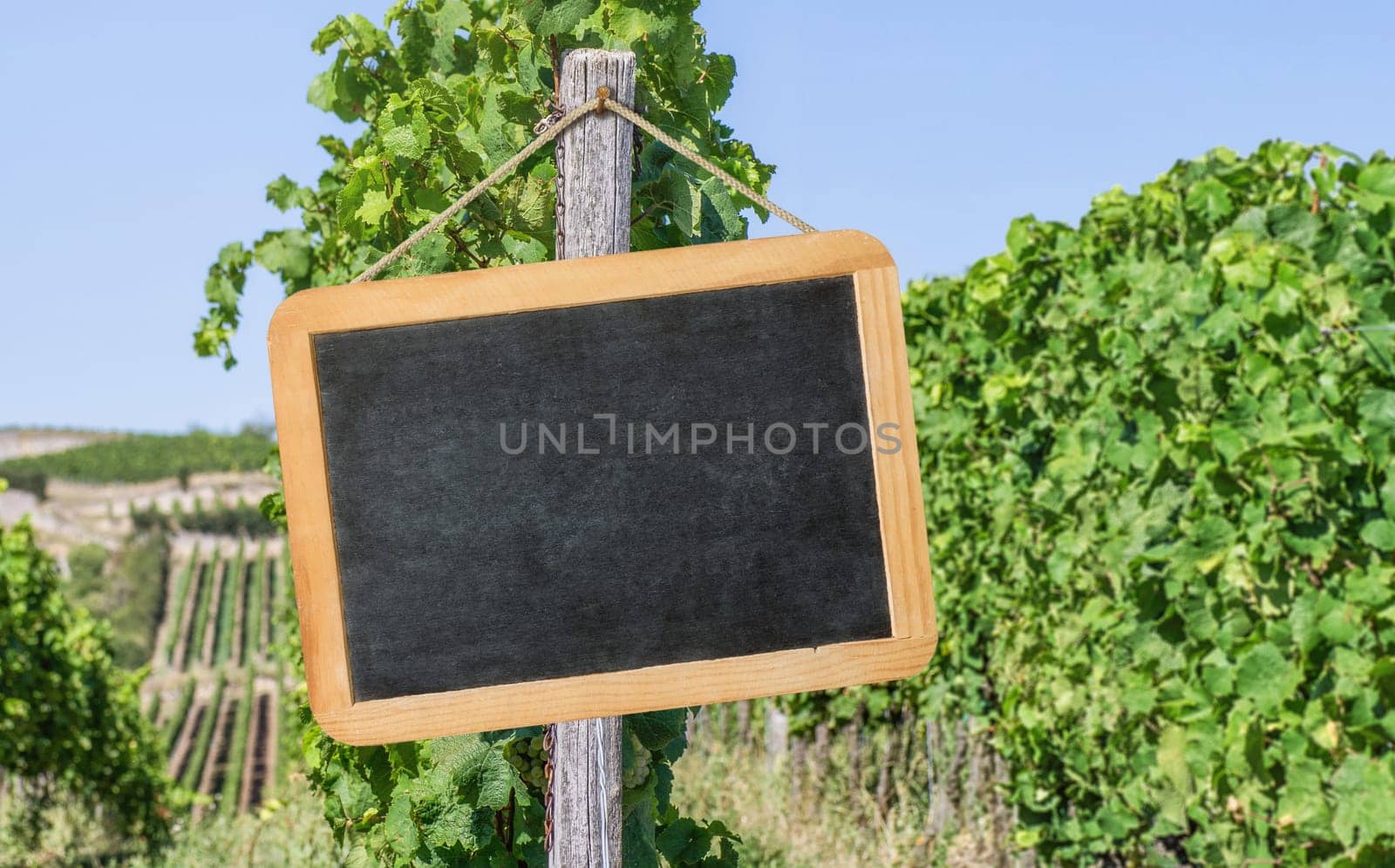 Empty blackboard in the vineyards