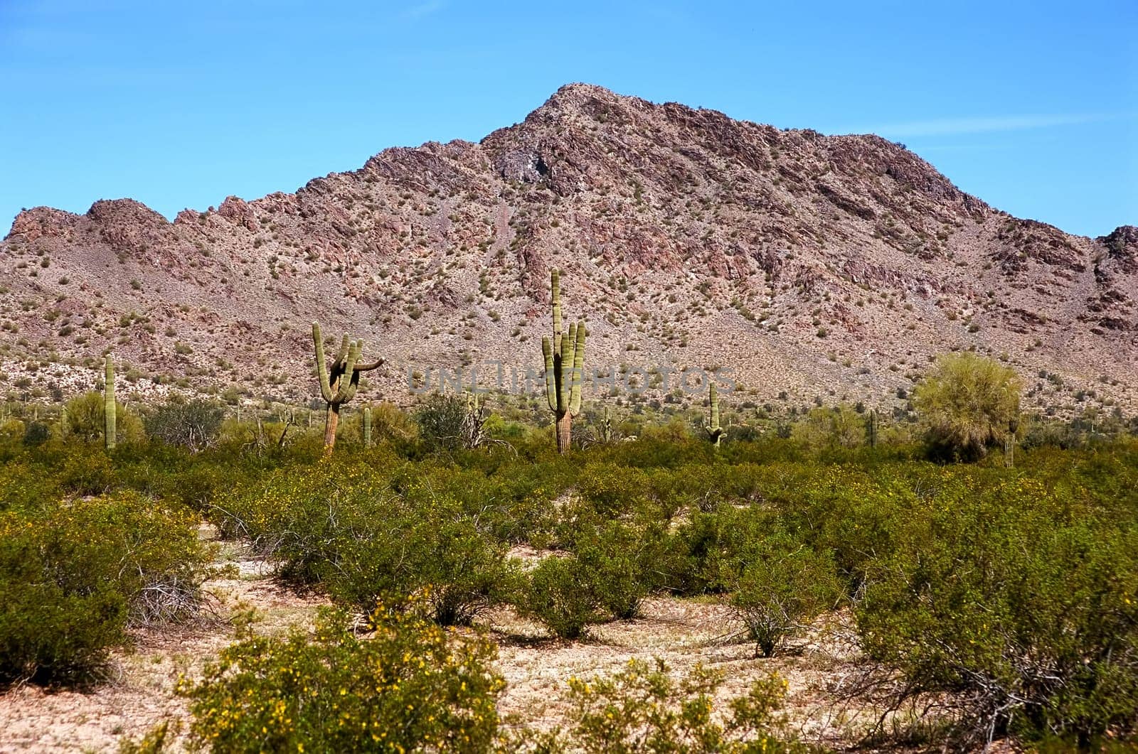 The Sonora desert in central Arizona USA