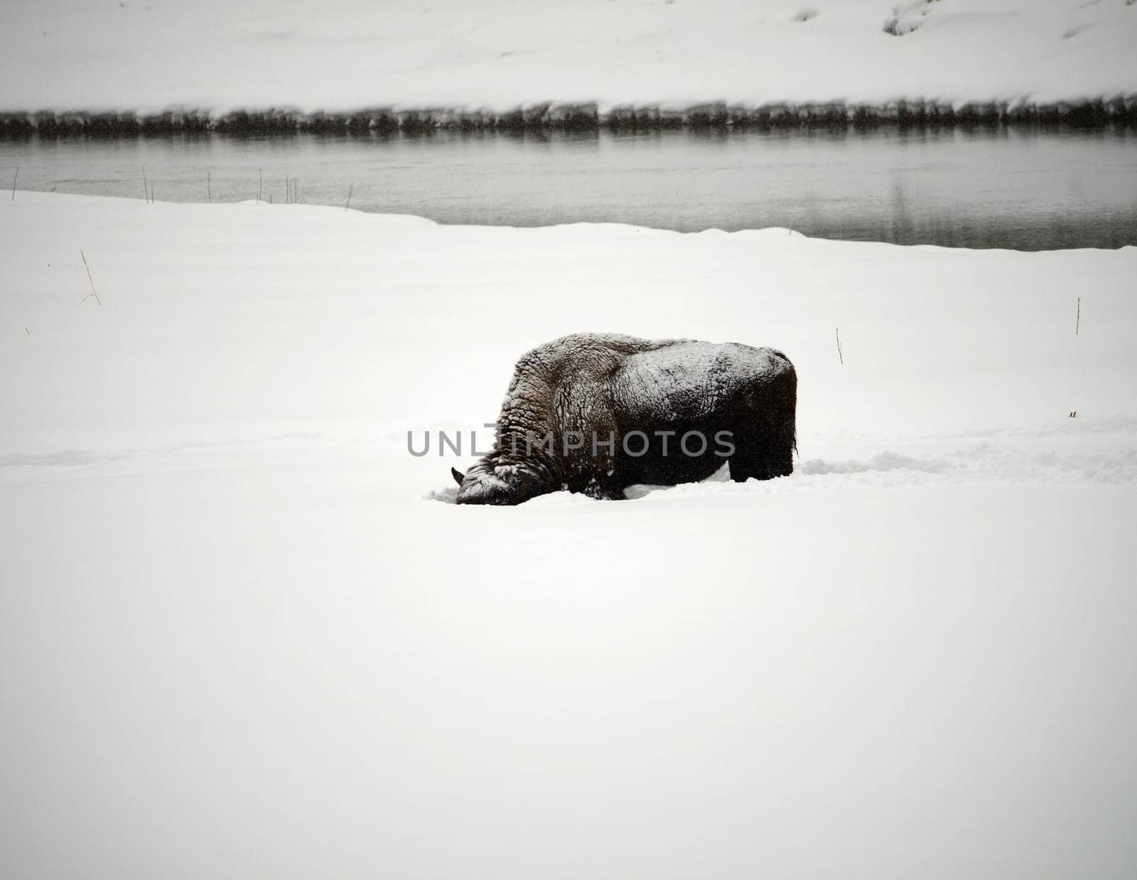 American Bison Yellowstone in National Park snowing in winter