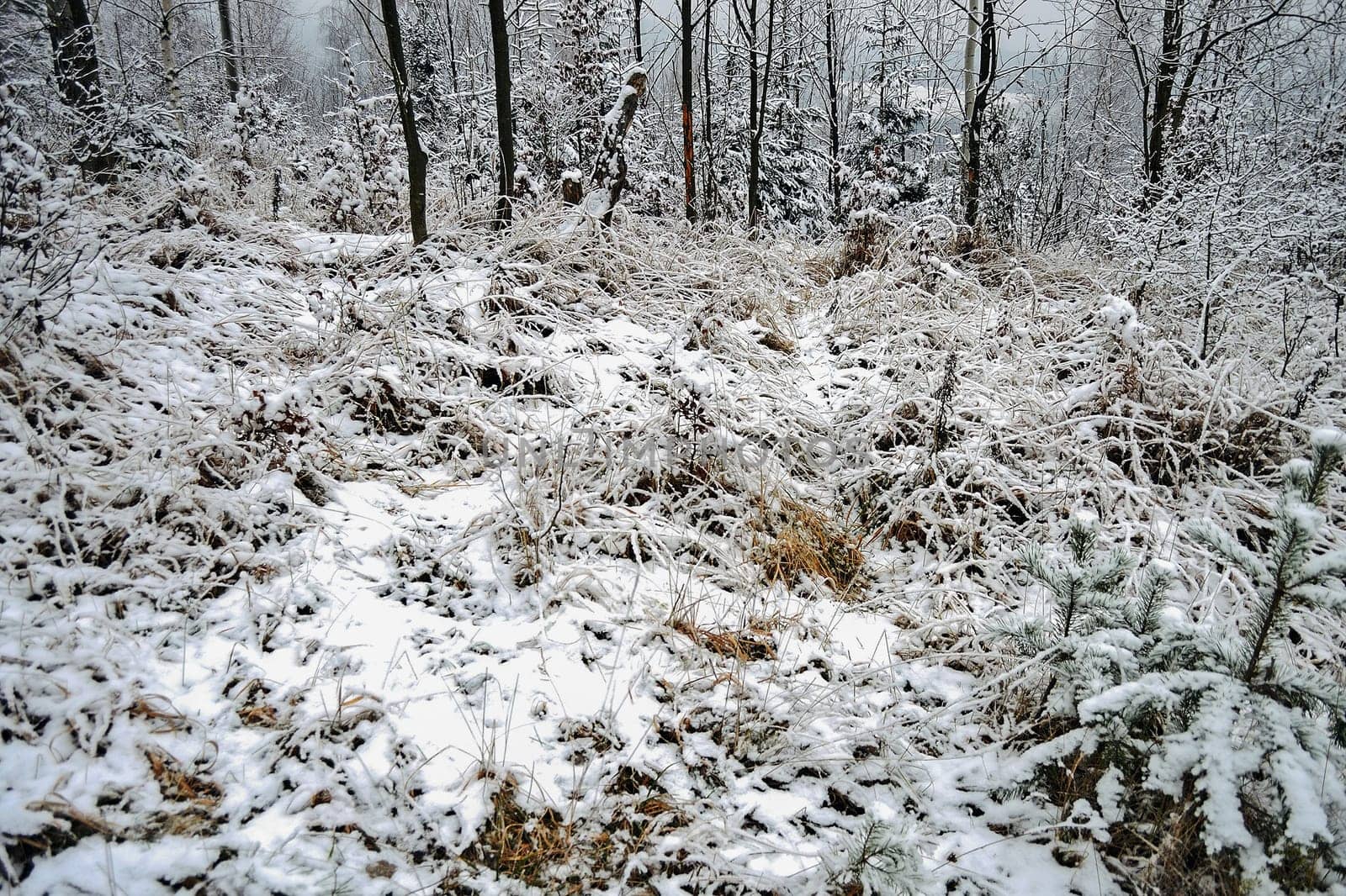 Forest  in winter with snow and frost