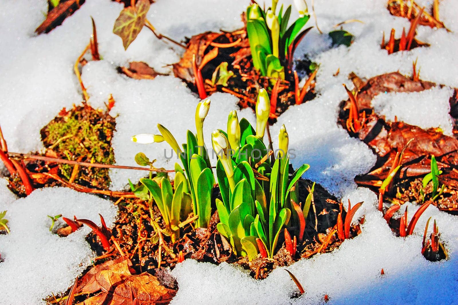 Spring in the garden